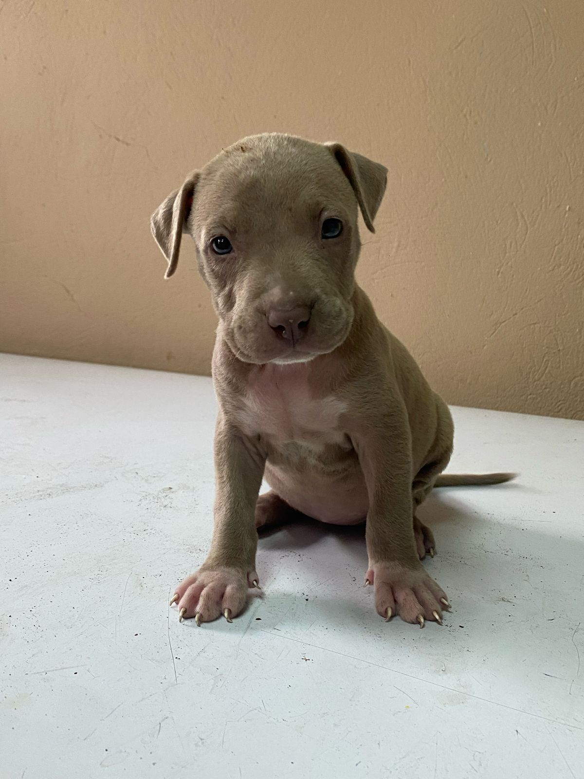 animales y mascotas - Hermosos Cachorros Pitbull en Venta  3