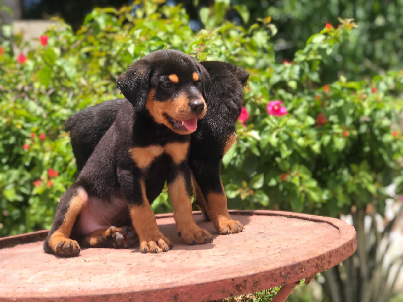 animales y mascotas - Rottweiler ambos sexos 2