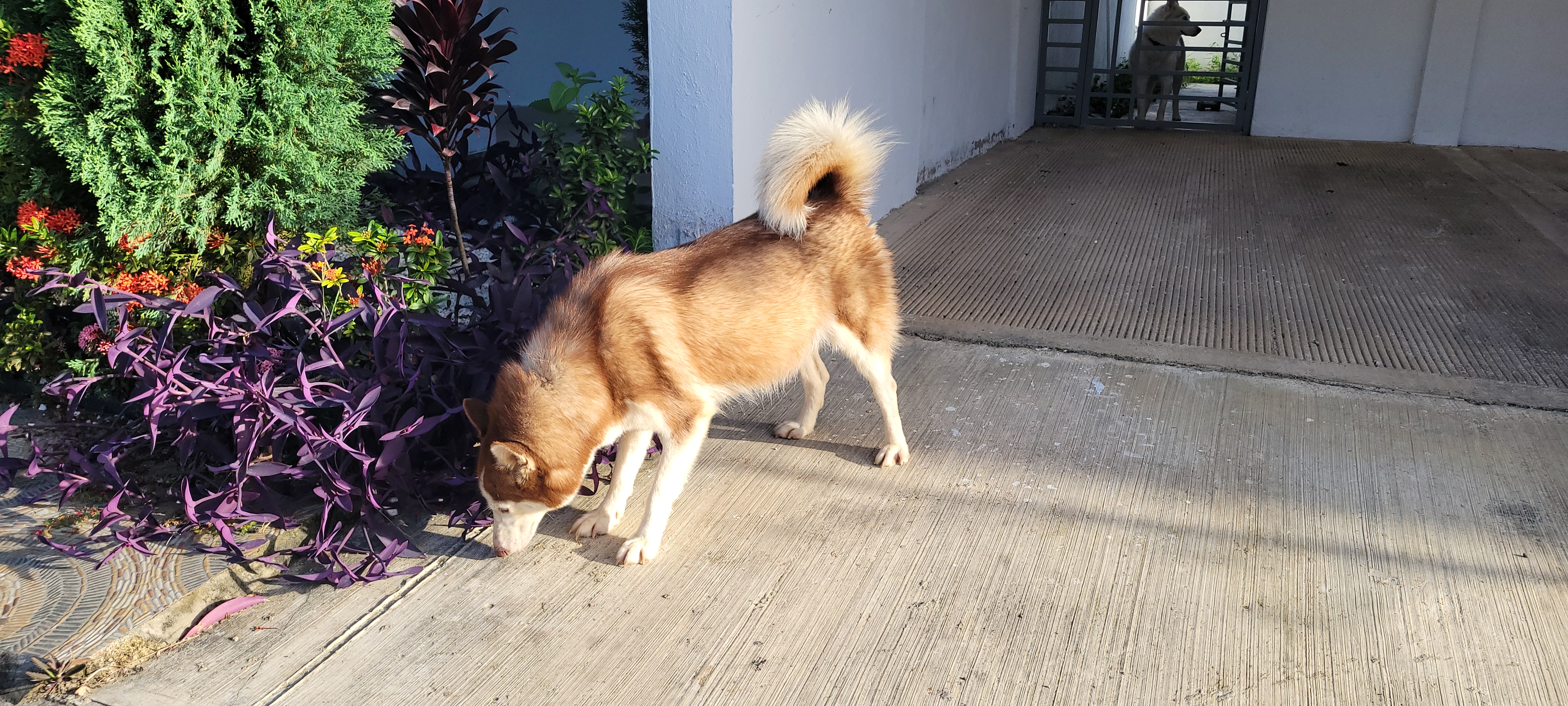 animales y mascotas - Husky Siberianos  1