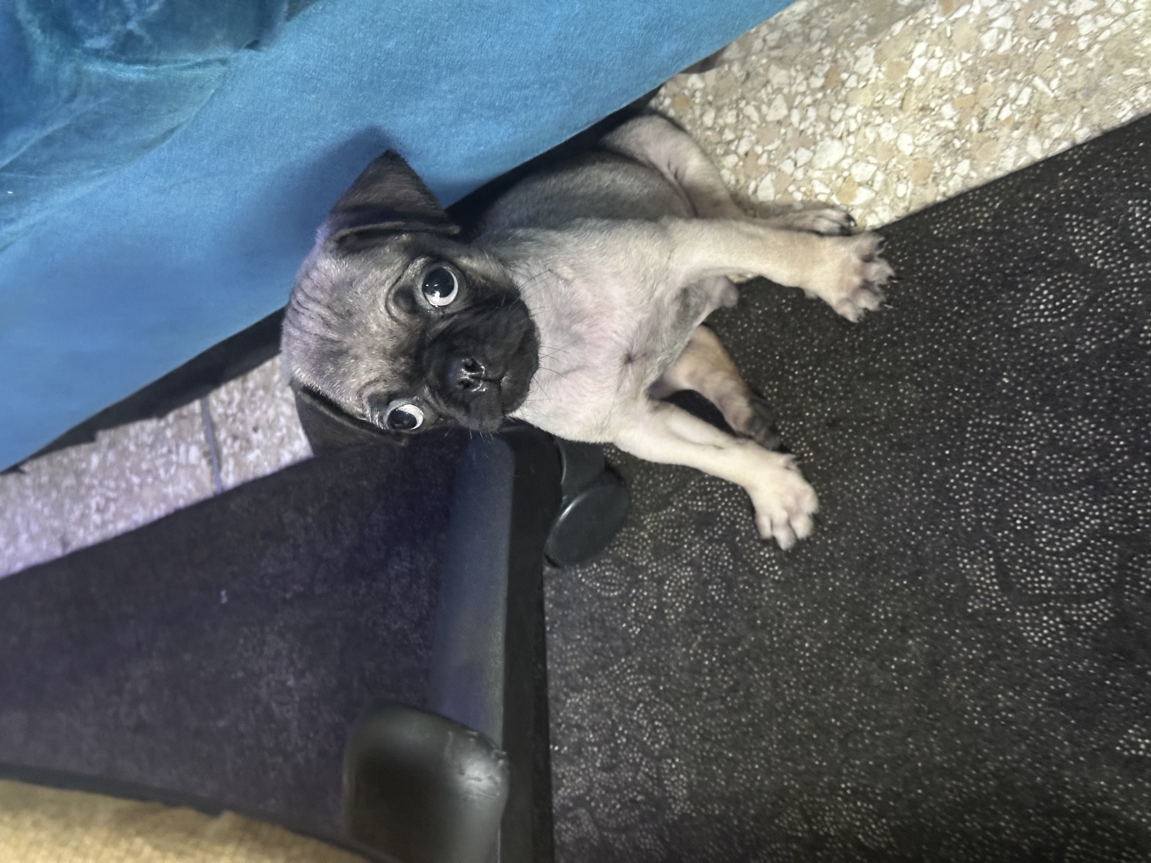 animales y mascotas - puf macho vacunado y desparasitado oferta  1
