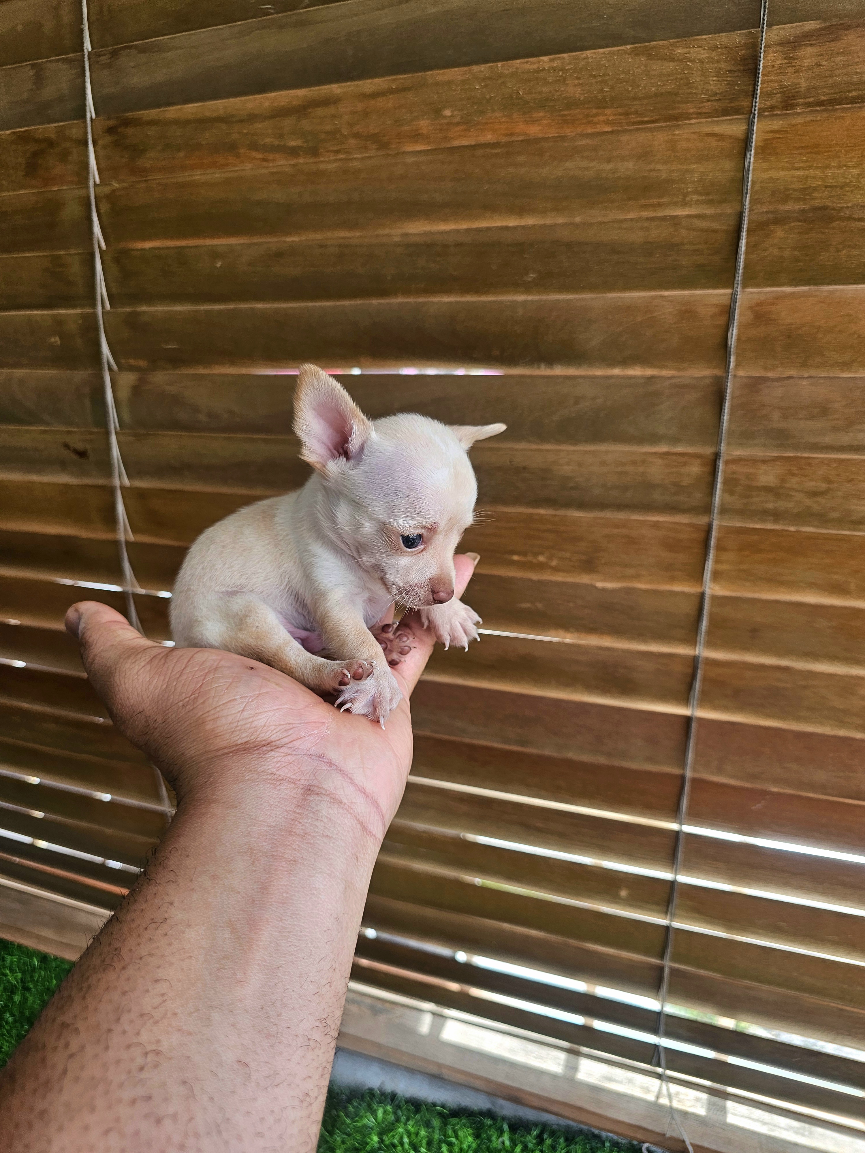 animales y mascotas - Chihuahua pequeñitos  5