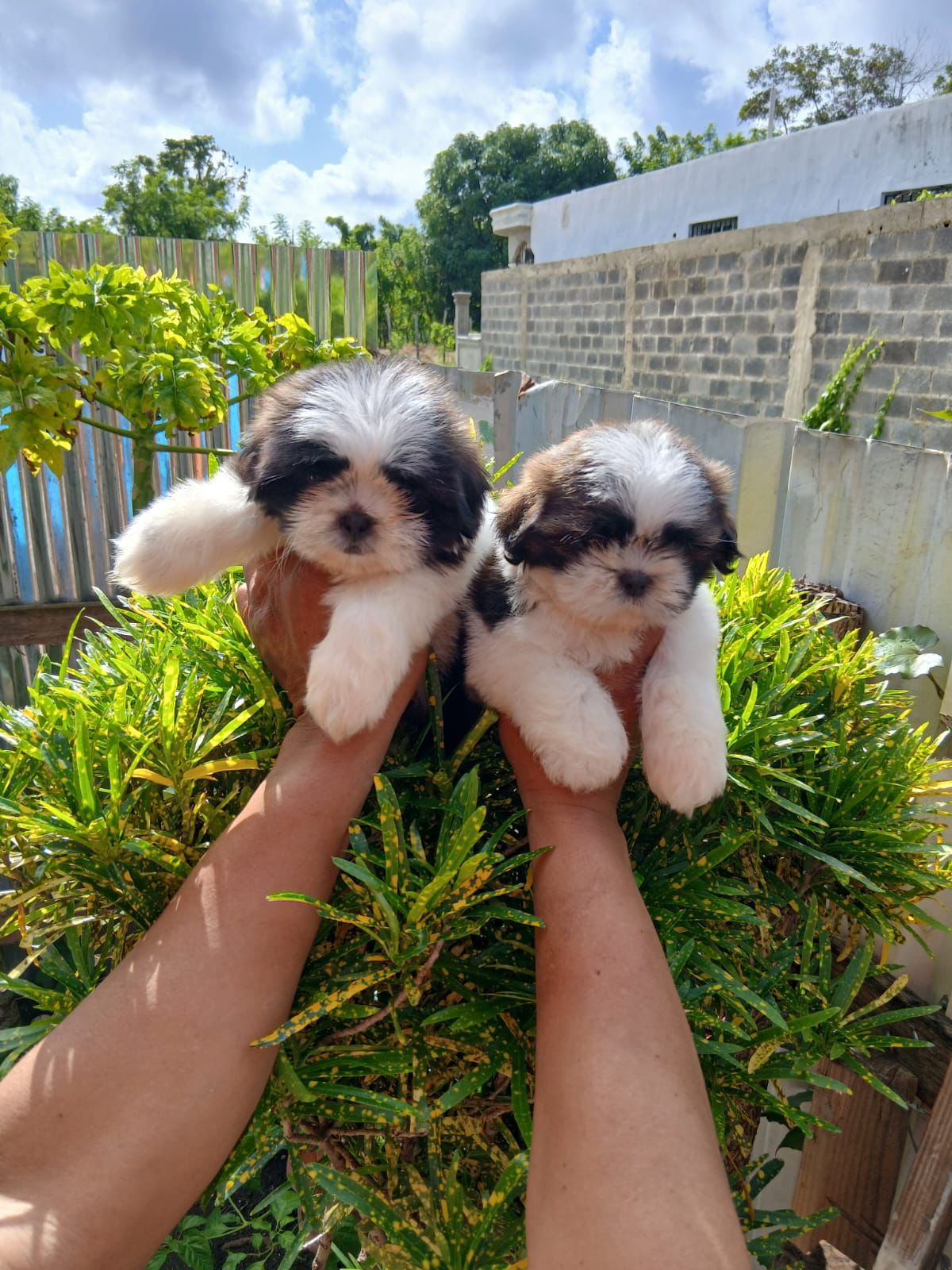 animales y mascotas - OFERTA CACHORRO SHIH TZU HEMBRA SE ENTREGA CON TOD