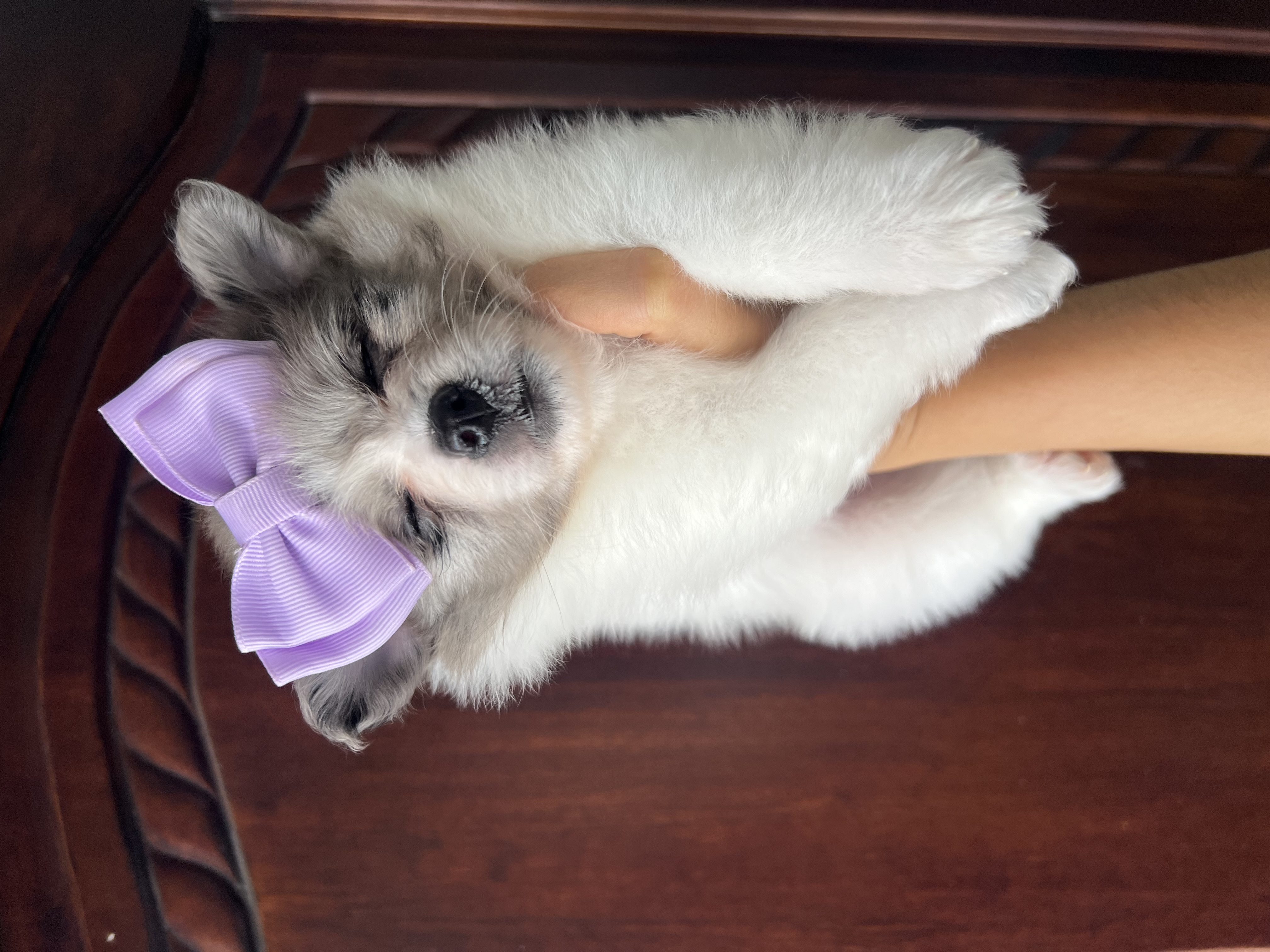 animales y mascotas - Pomerania  0