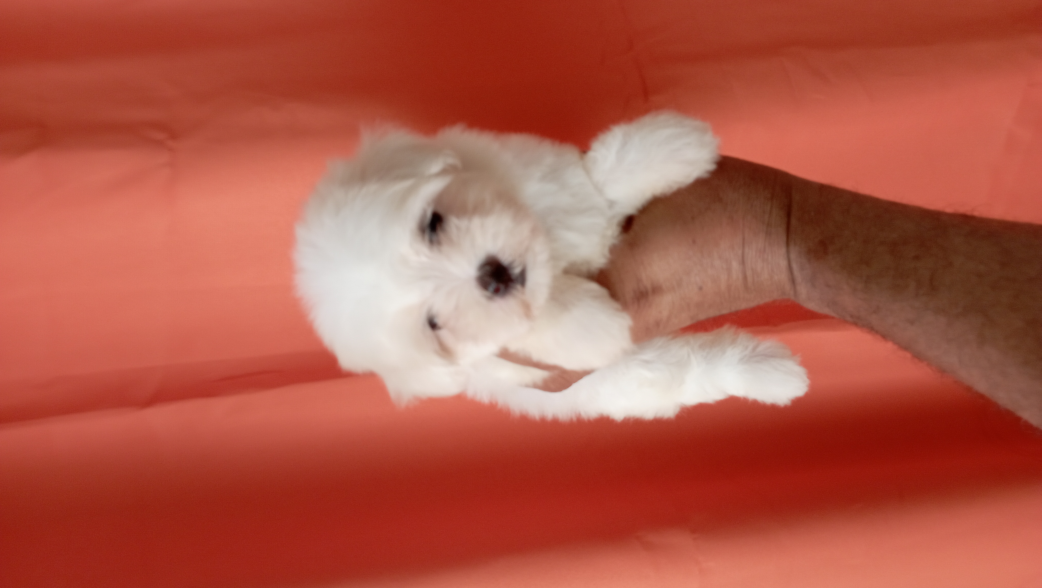 animales y mascotas - cachorros maltés ambos sexo disponible  0