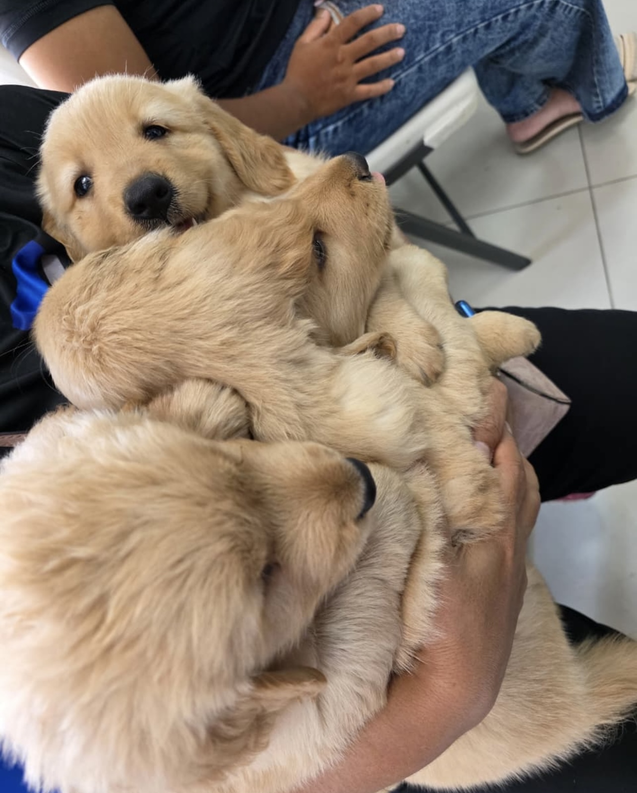 animales y mascotas - ¡Hermoso cachorro Golden Retriever! 2