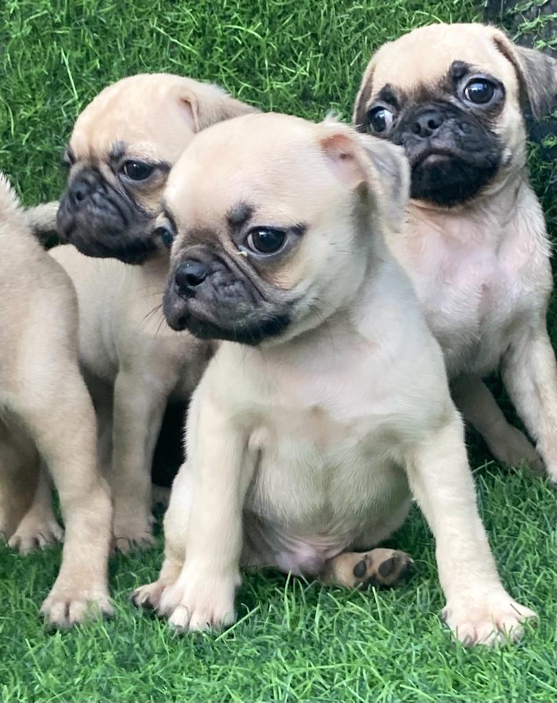 animales y mascotas - Pug 2