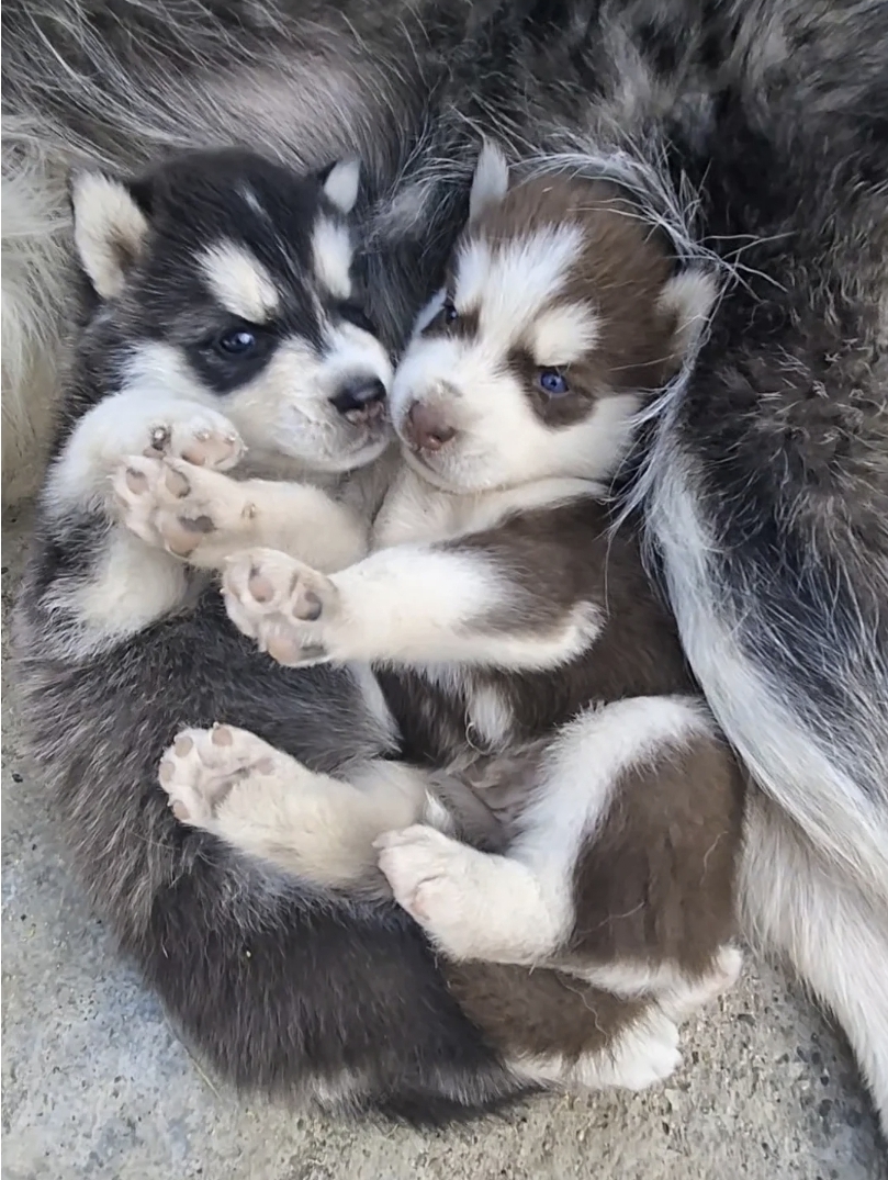 animales y mascotas - Cachorros Huskis Siberiano Pelo Largo  0