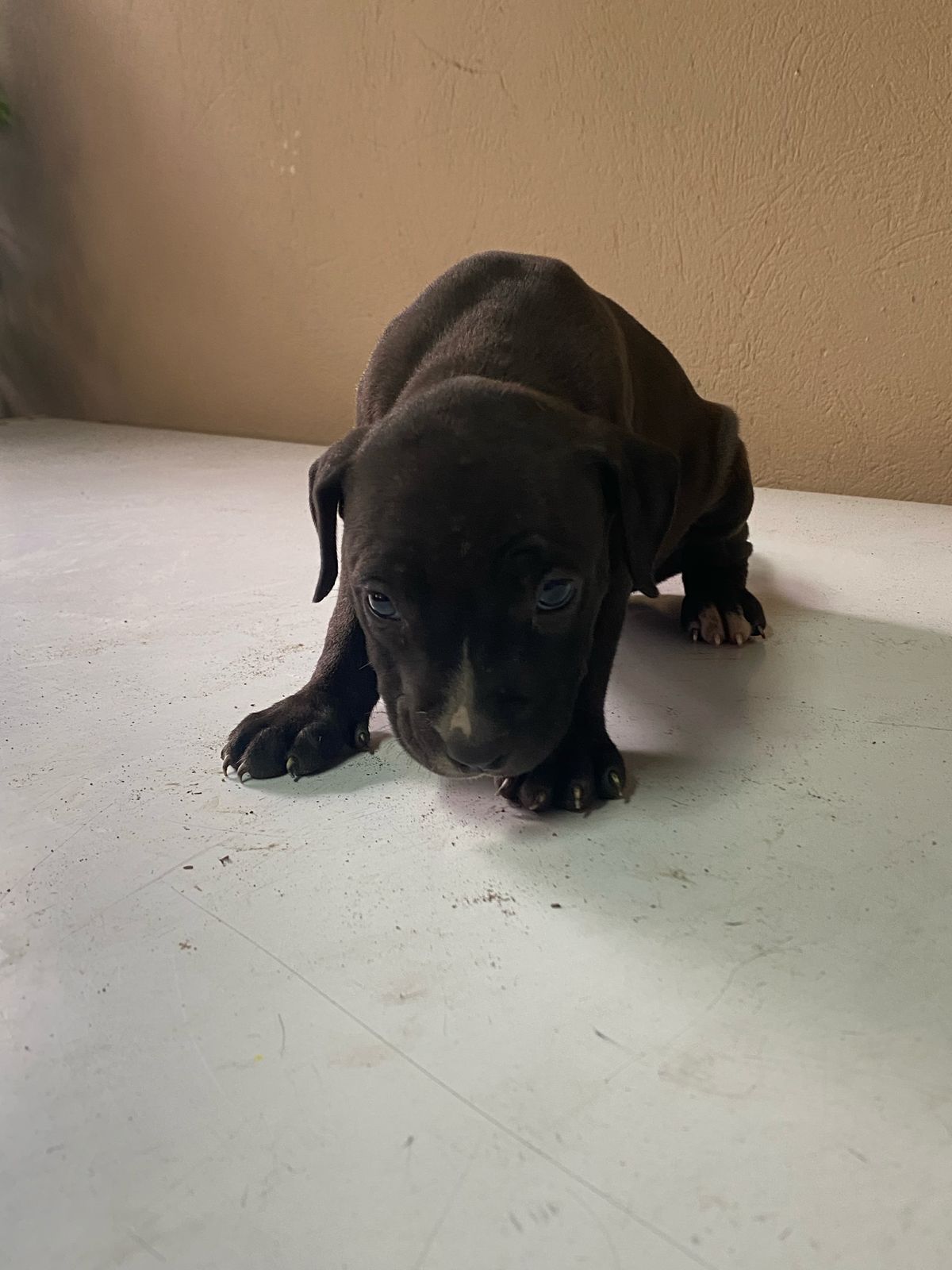 animales y mascotas - Hermosos Cachorros Pitbull en Venta  4