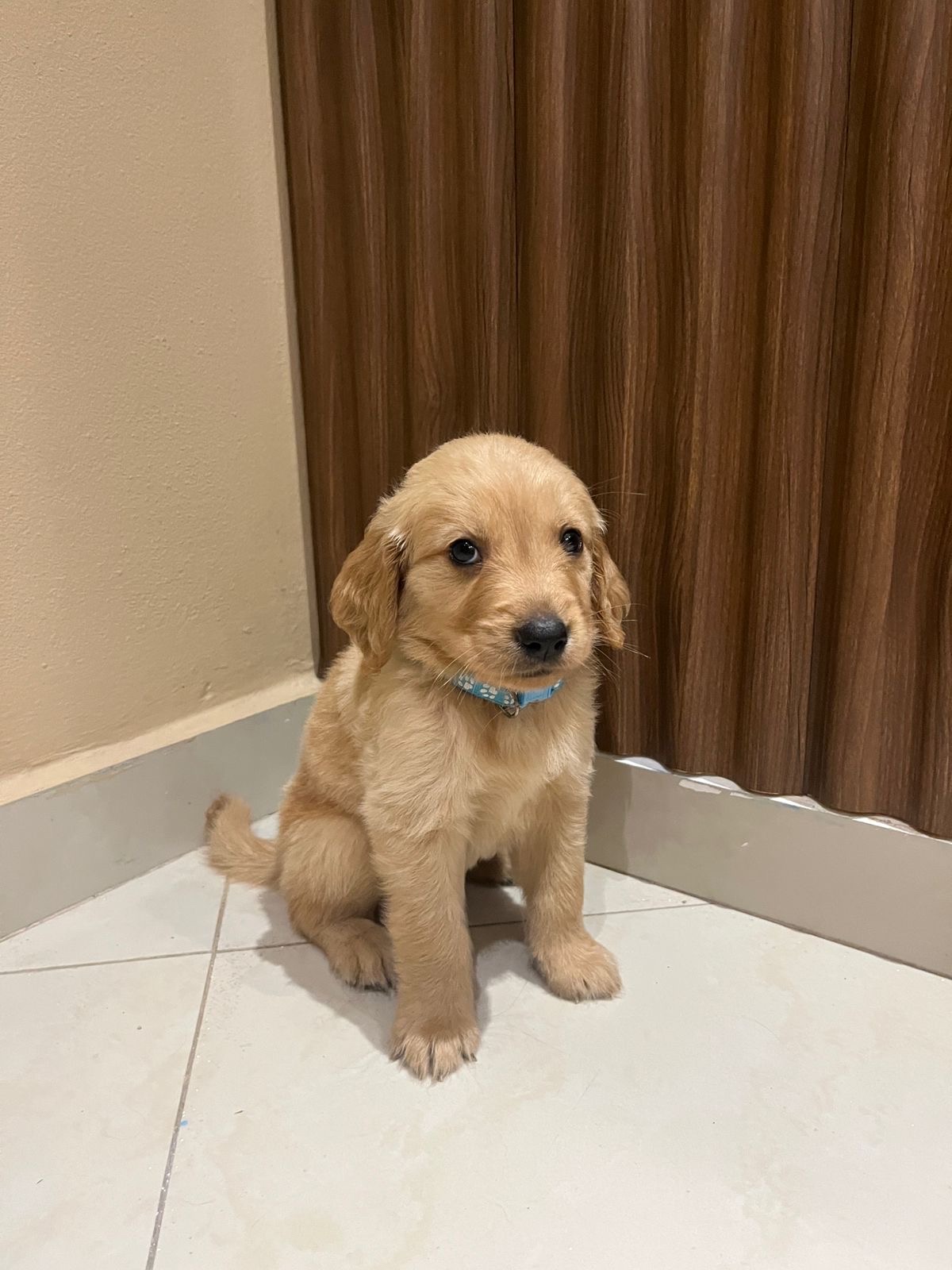 animales y mascotas - cachorros Golden Retriever  0