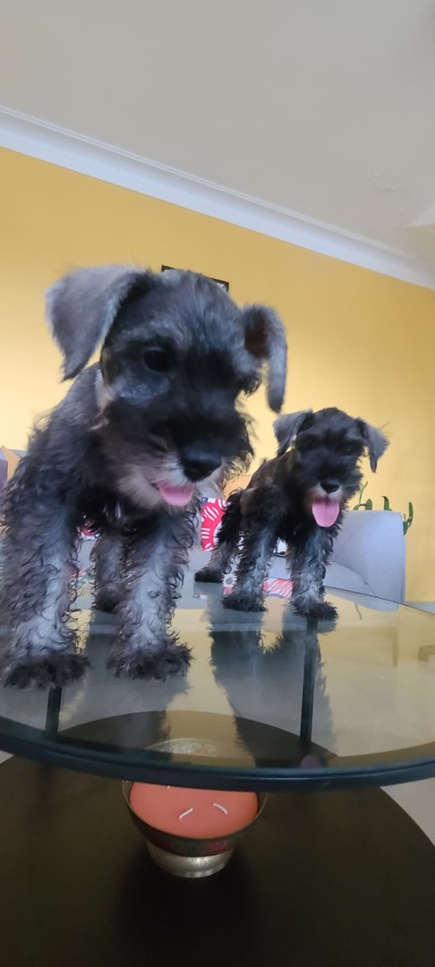 animales y mascotas - Schnauzer standard cachorros hembra y macho  0