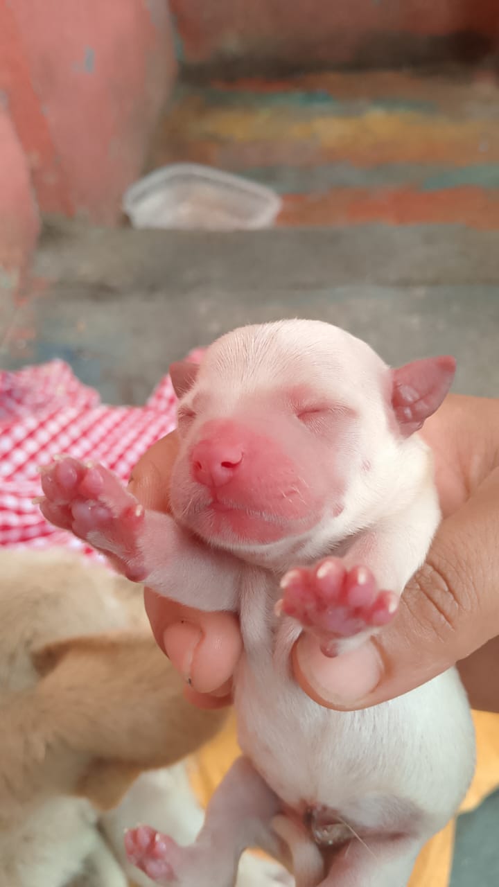animales y mascotas - perros de razas tamaño medio blancos 0