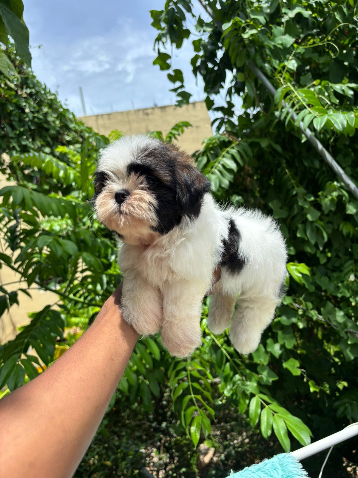 animales y mascotas - Shipoo macho y hembra