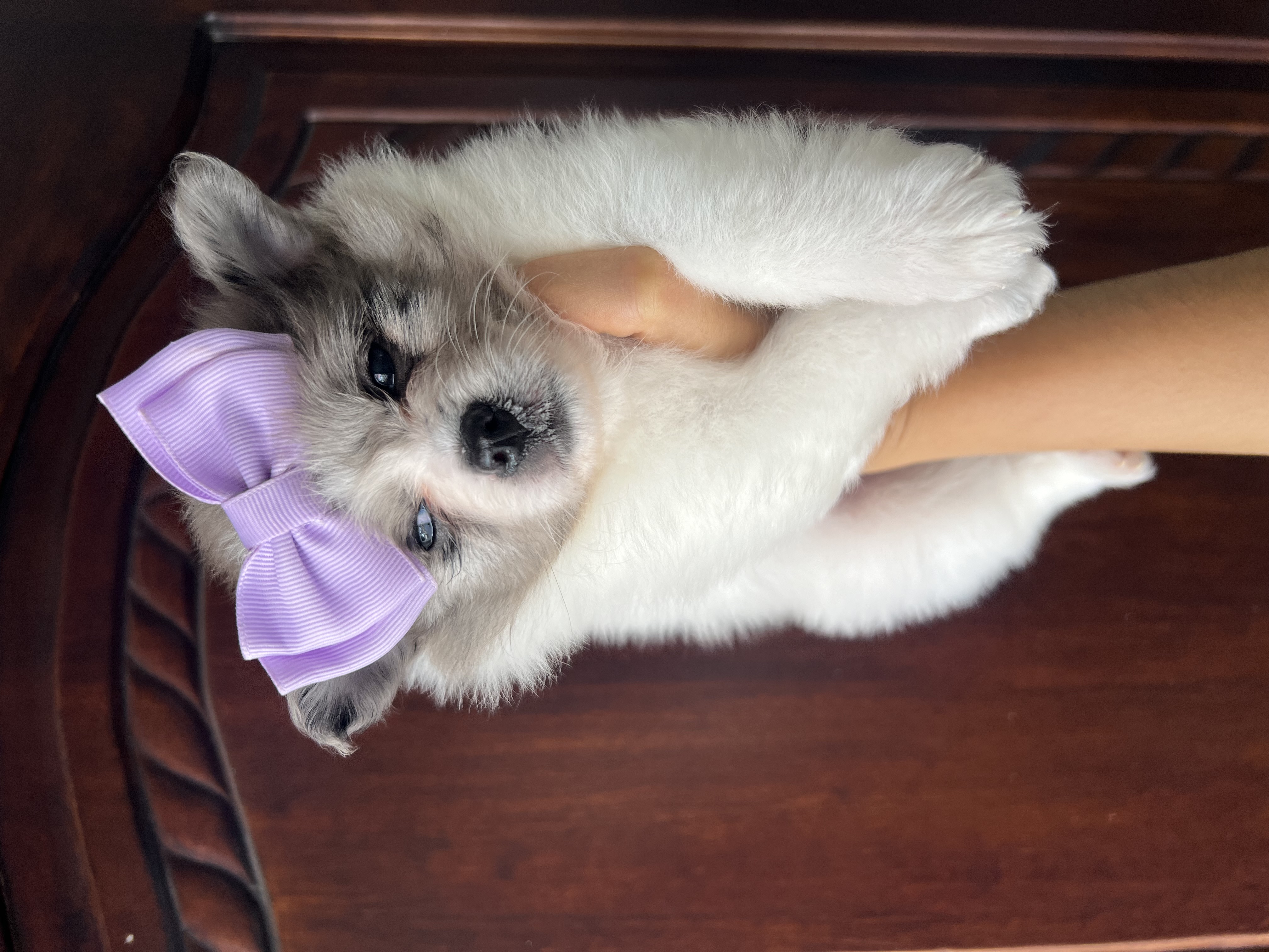 animales y mascotas - Pomerania  1