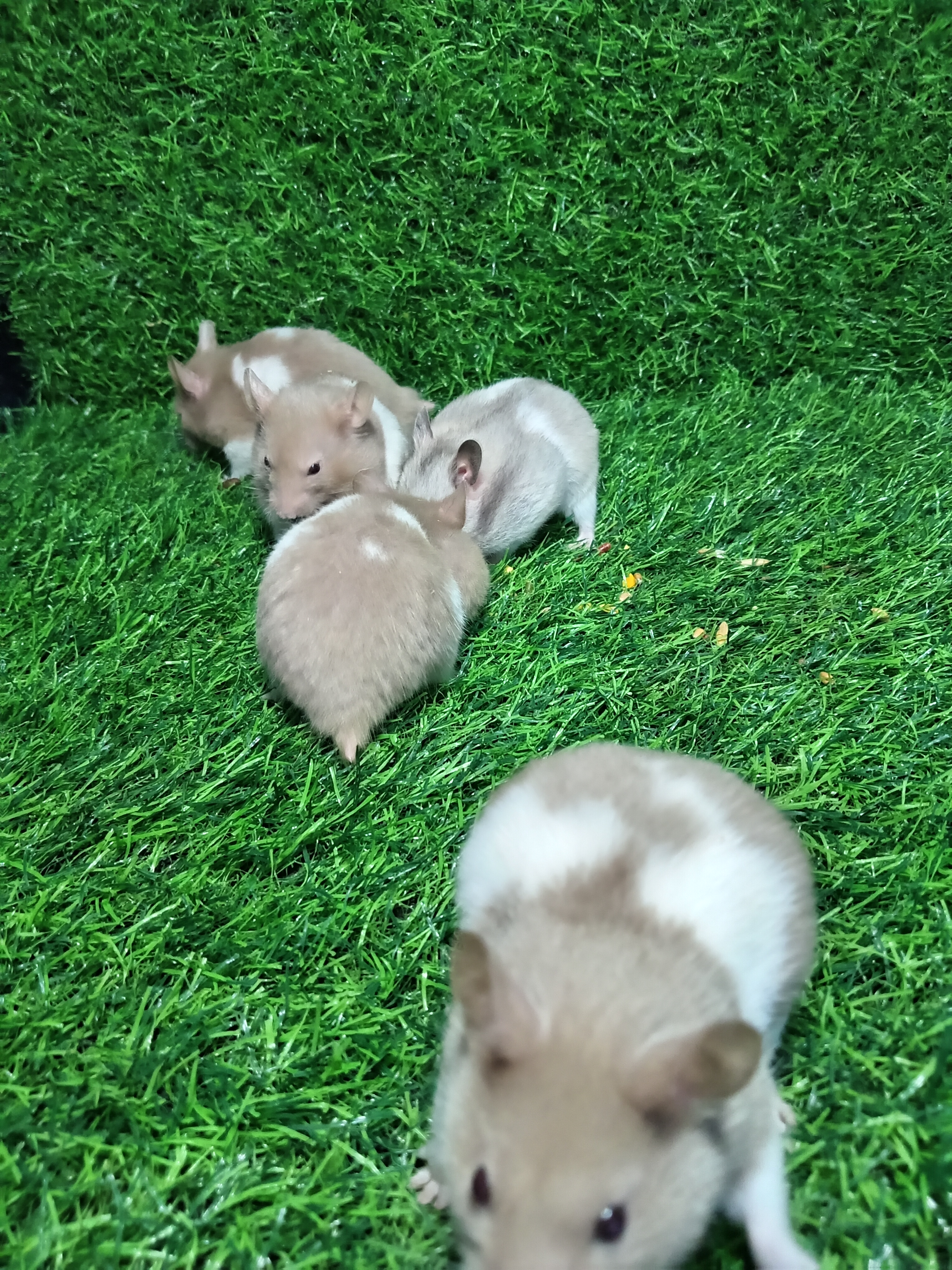 animales y mascotas - Hanster  0