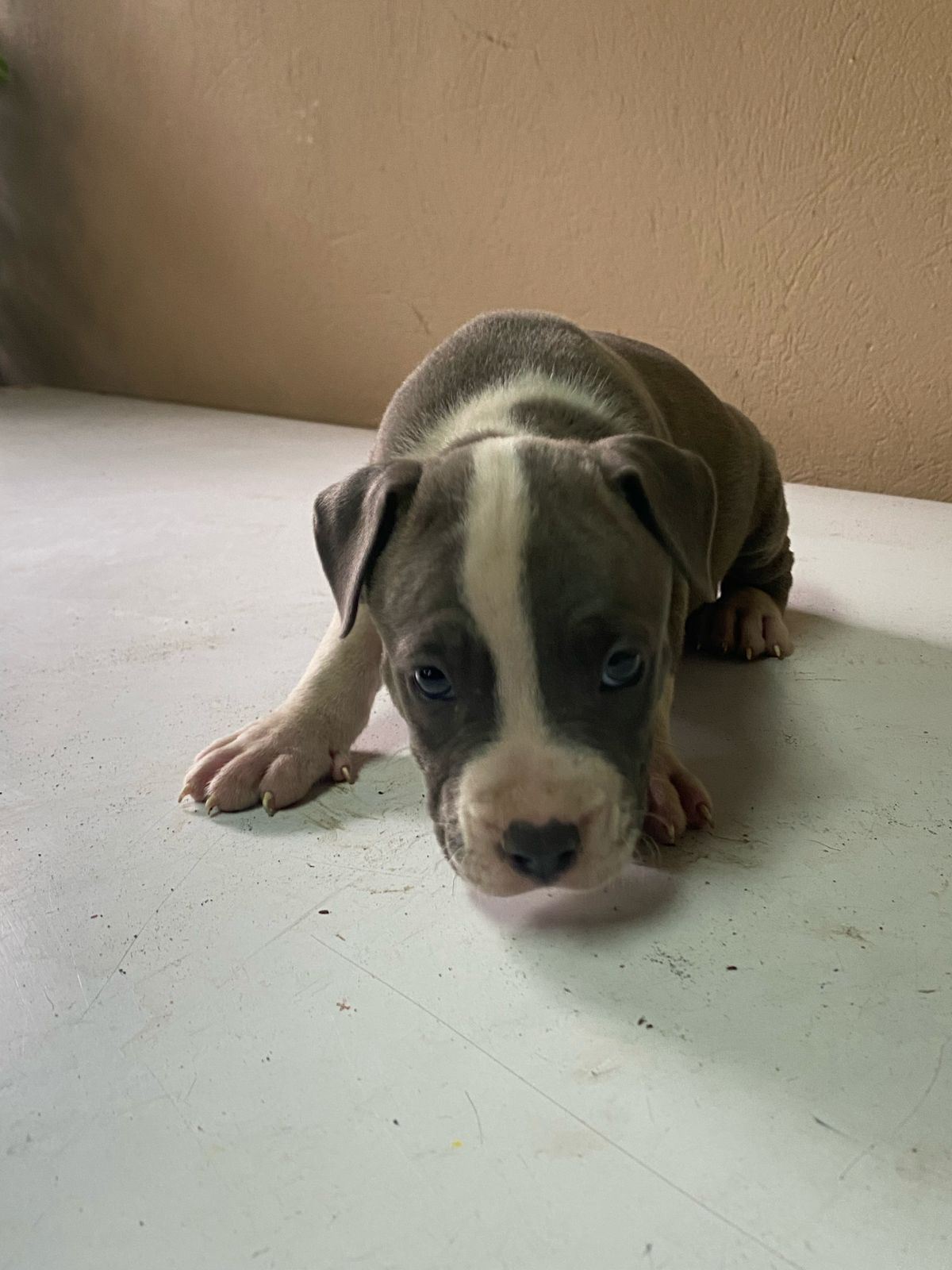 animales y mascotas - Hermosos Cachorros Pitbull en Venta  5
