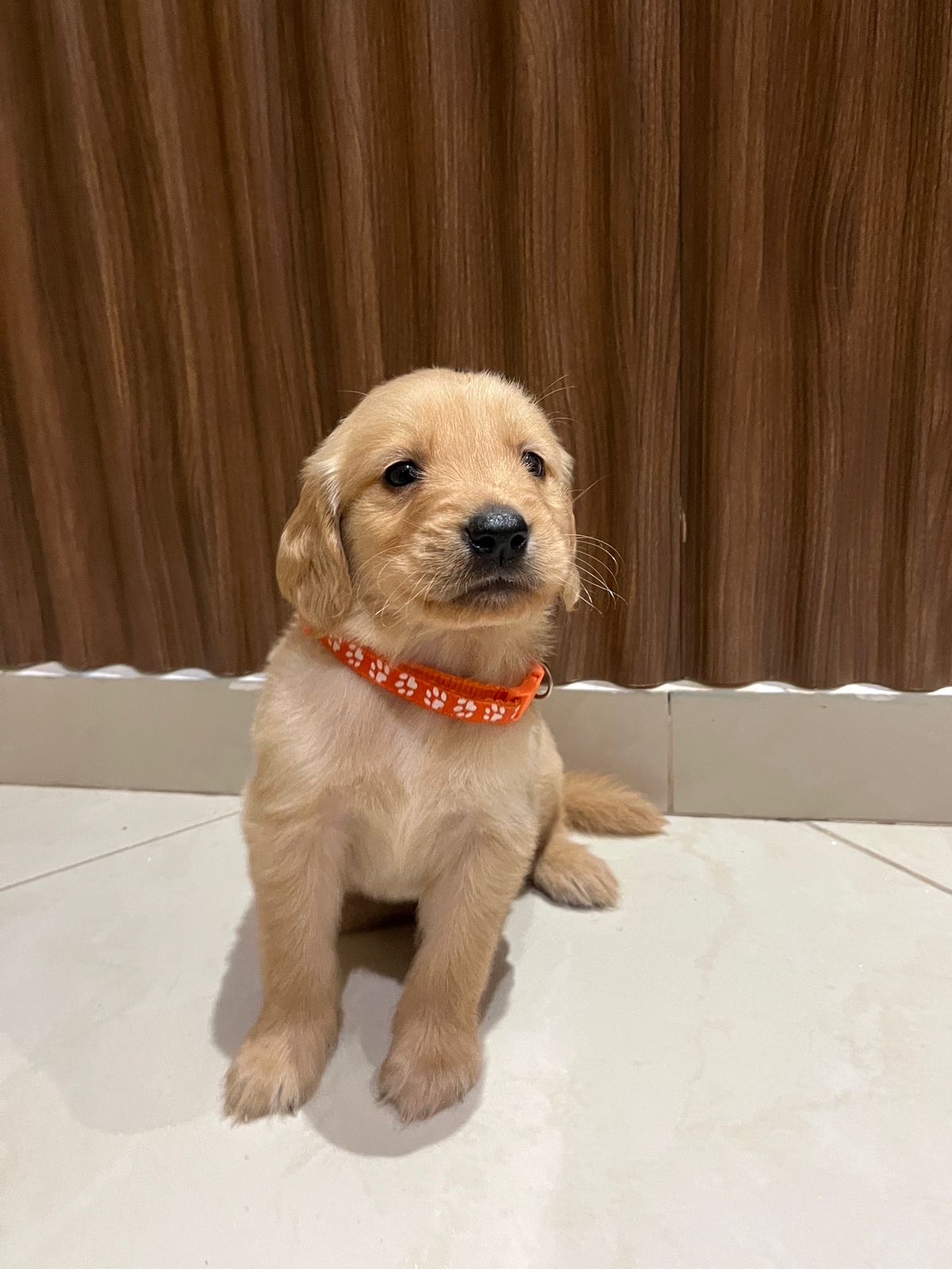 animales y mascotas - cachorros Golden Retriever  1