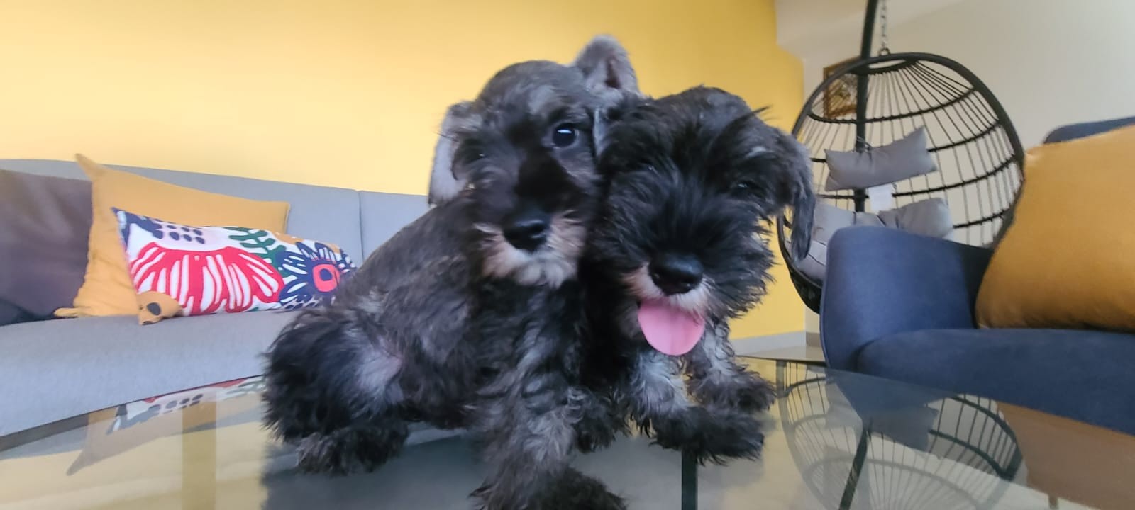 animales y mascotas - Schnauzer standard cachorros hembra y macho  1