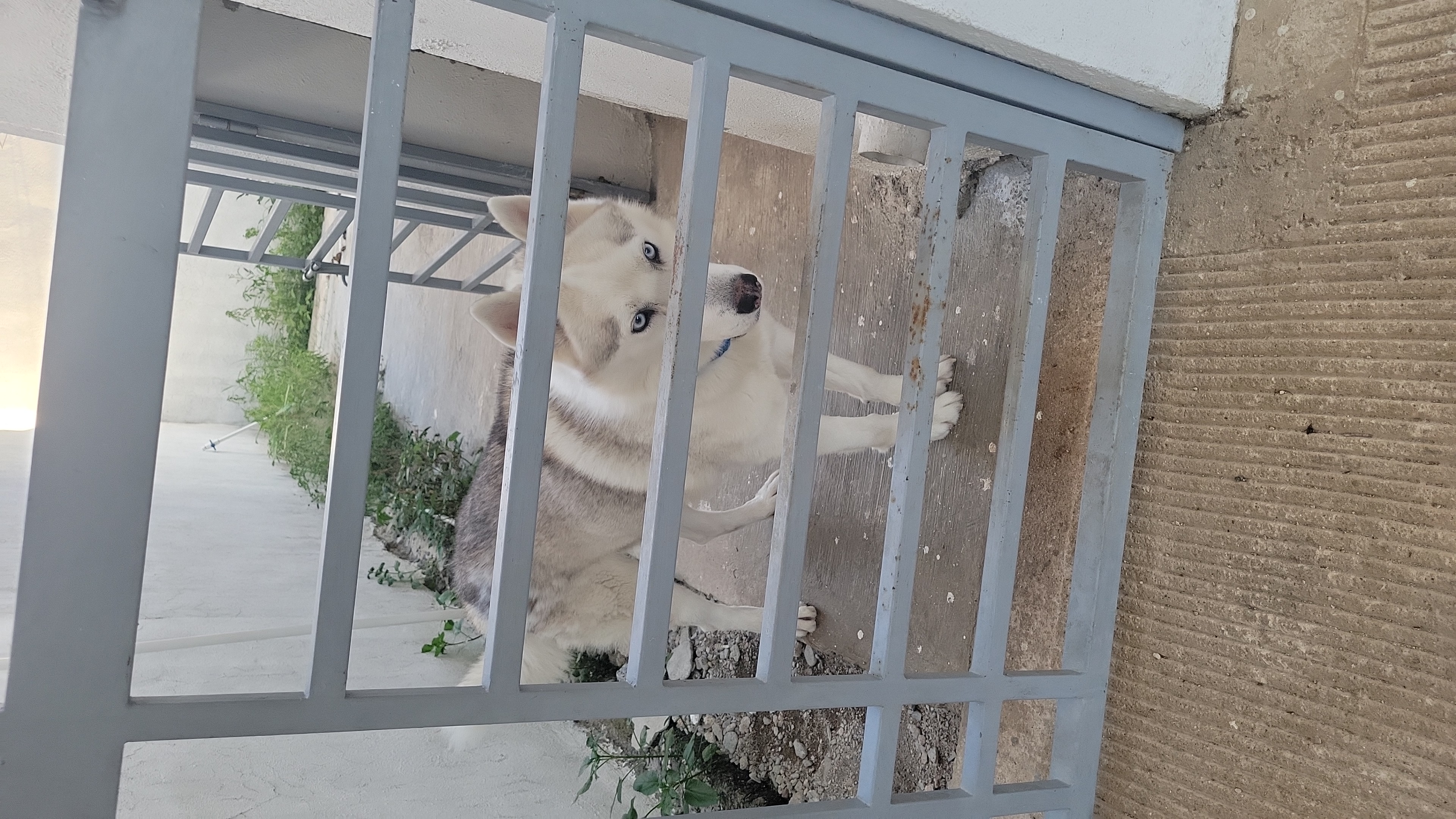 animales y mascotas - Husky Siberianos  3