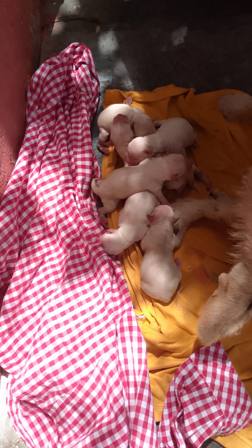 animales y mascotas - perros de razas tamaño medio blancos 1