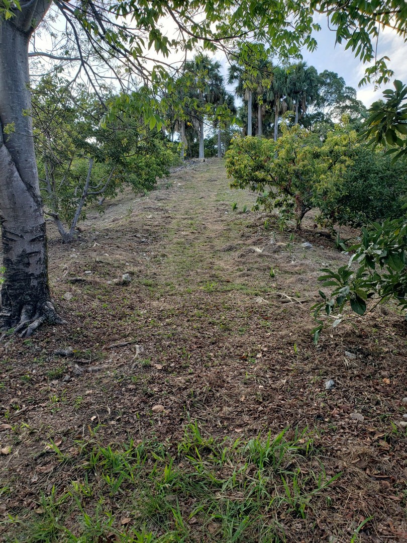 apartamentos -  Finca de AGUACATE en PRODUCCION en Paraíso BARAHONA,  255600 Mts2, VISTA AL MAR 9