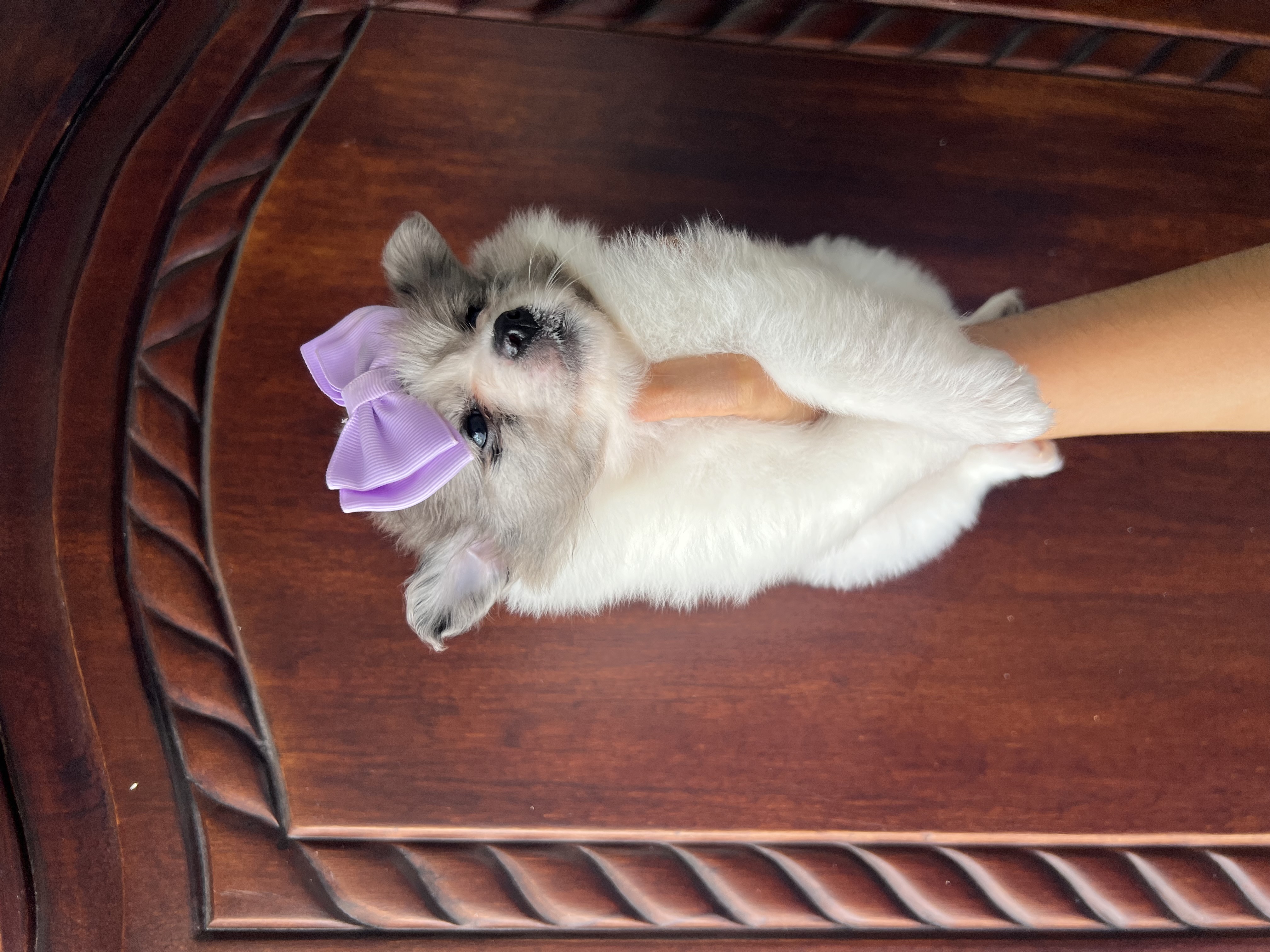 animales y mascotas - Pomerania  2