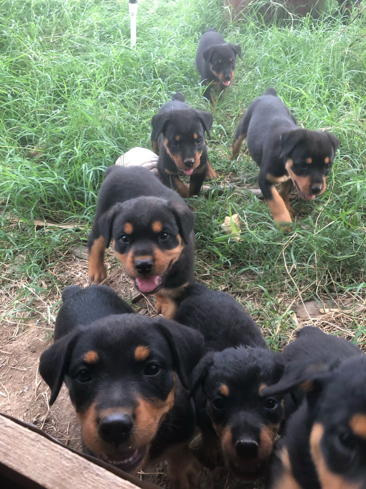 animales y mascotas - Cachorros Rottweiler  1