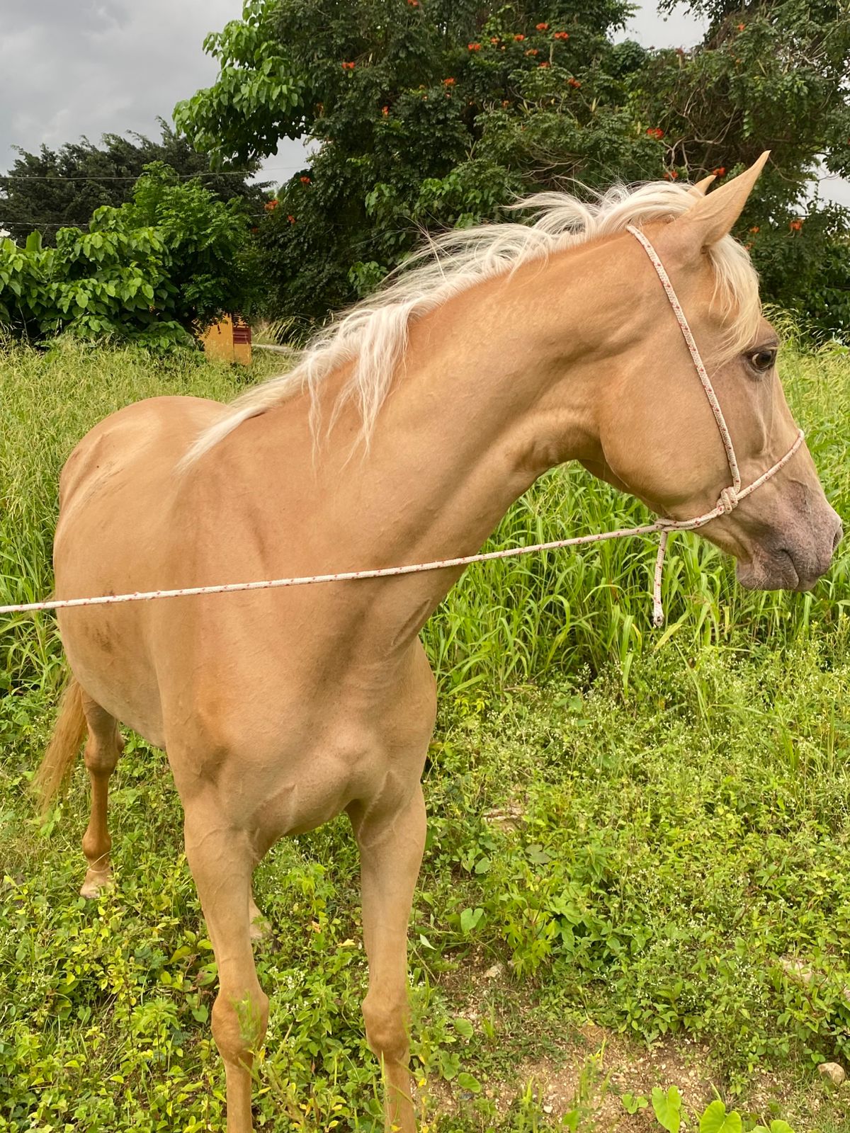 animales y mascotas - yegua palomina hermosa