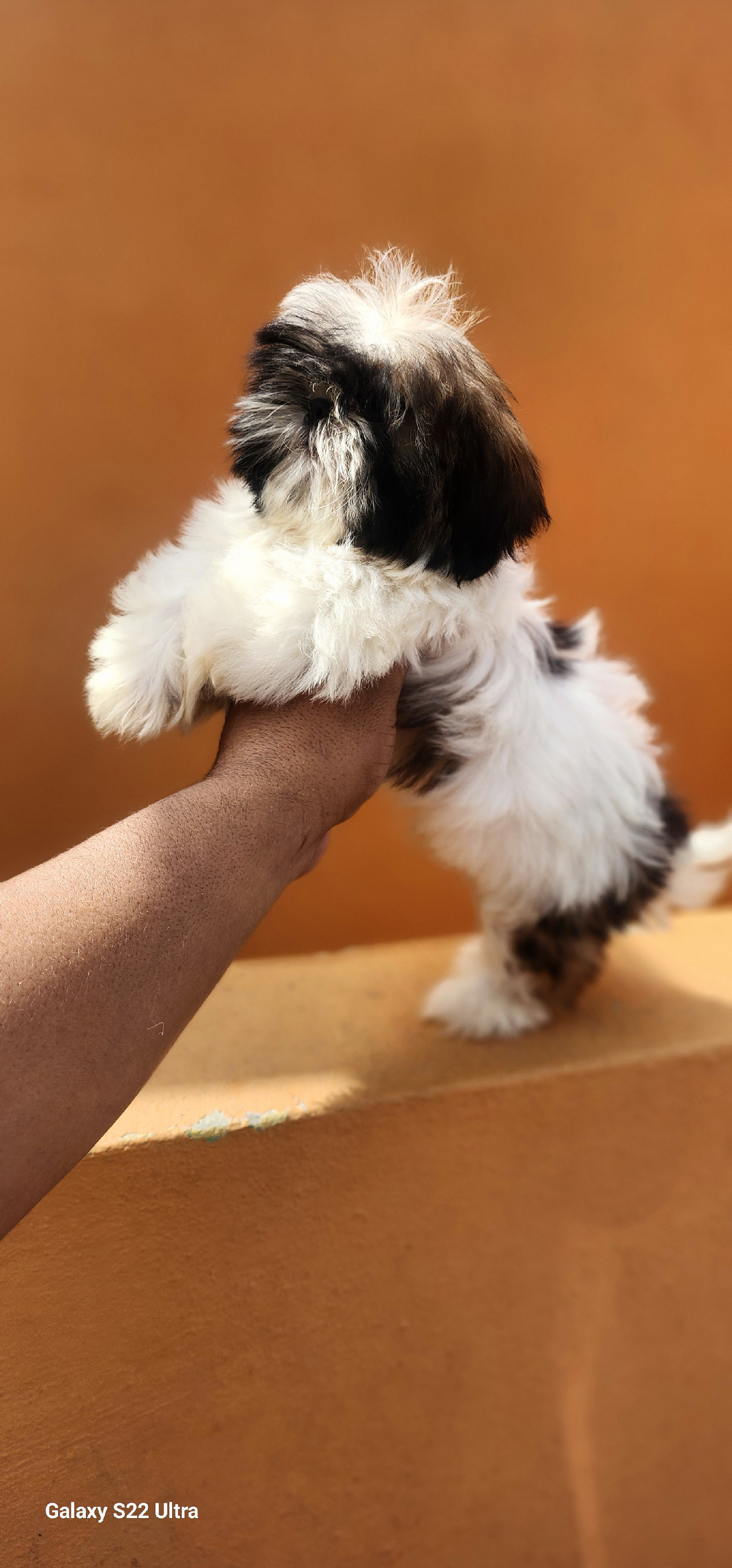 animales y mascotas - cachorro shihtzu toy  2
