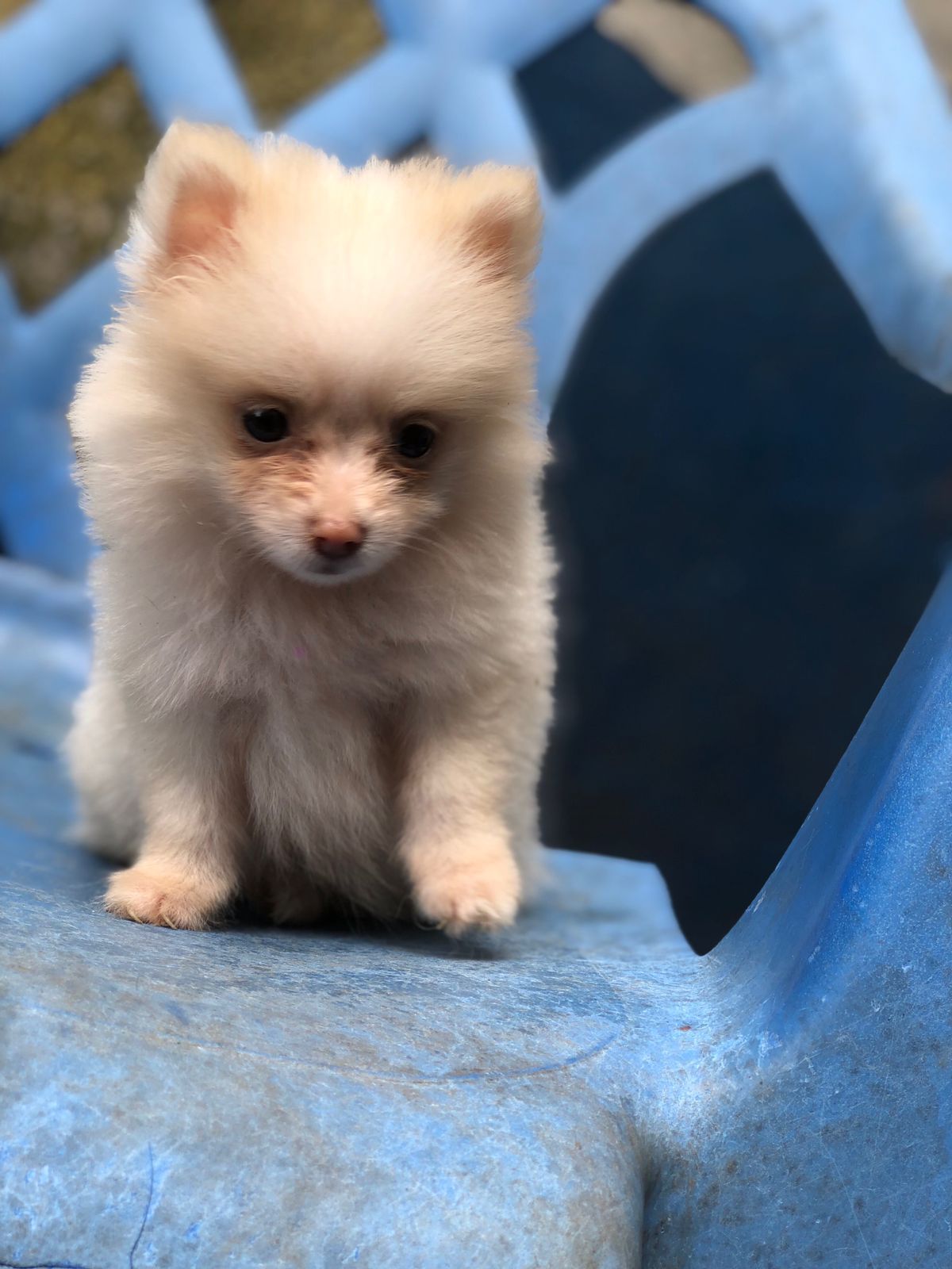animales y mascotas - OFERTA CACHORRO POMERANIA HEMBRA EN UBICADO EN SAN