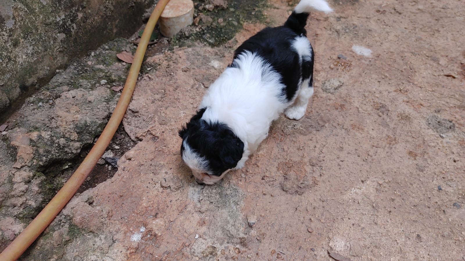 animales y mascotas - Cachorritos tiernos para tu hogar🐶❤️ 6