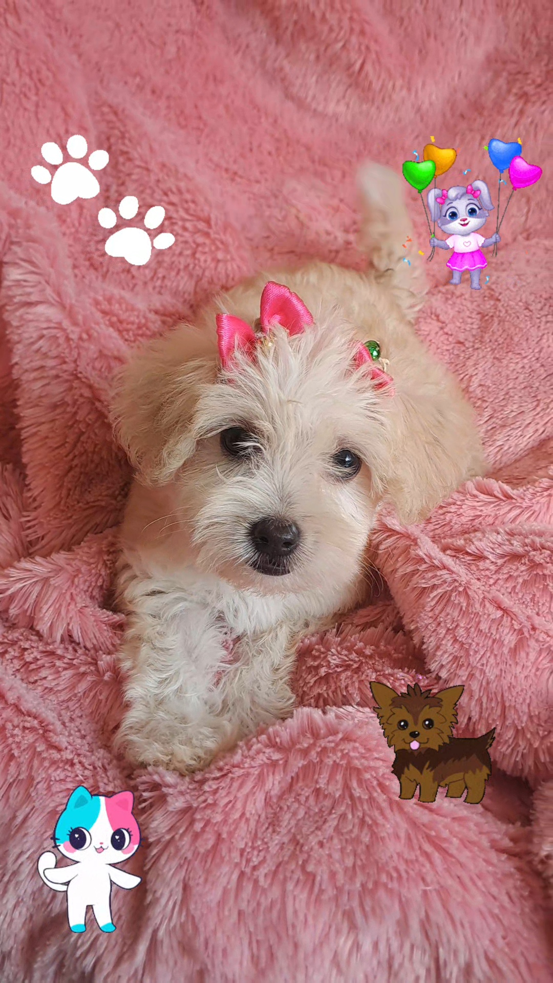 animales y mascotas - Hermosa cachorra maltipoo  1
