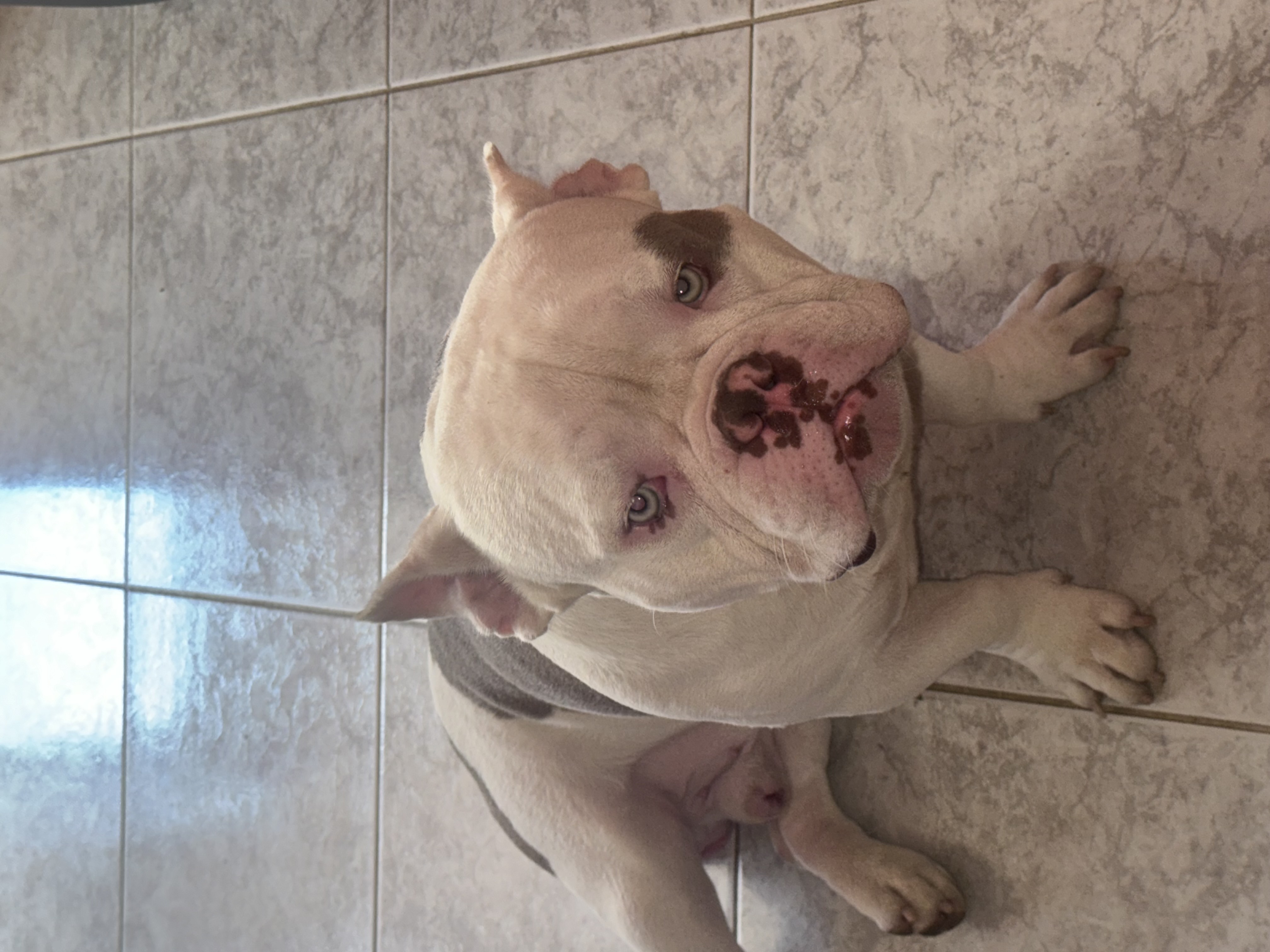 animales y mascotas - American Bully Macho busca Hembra  3
