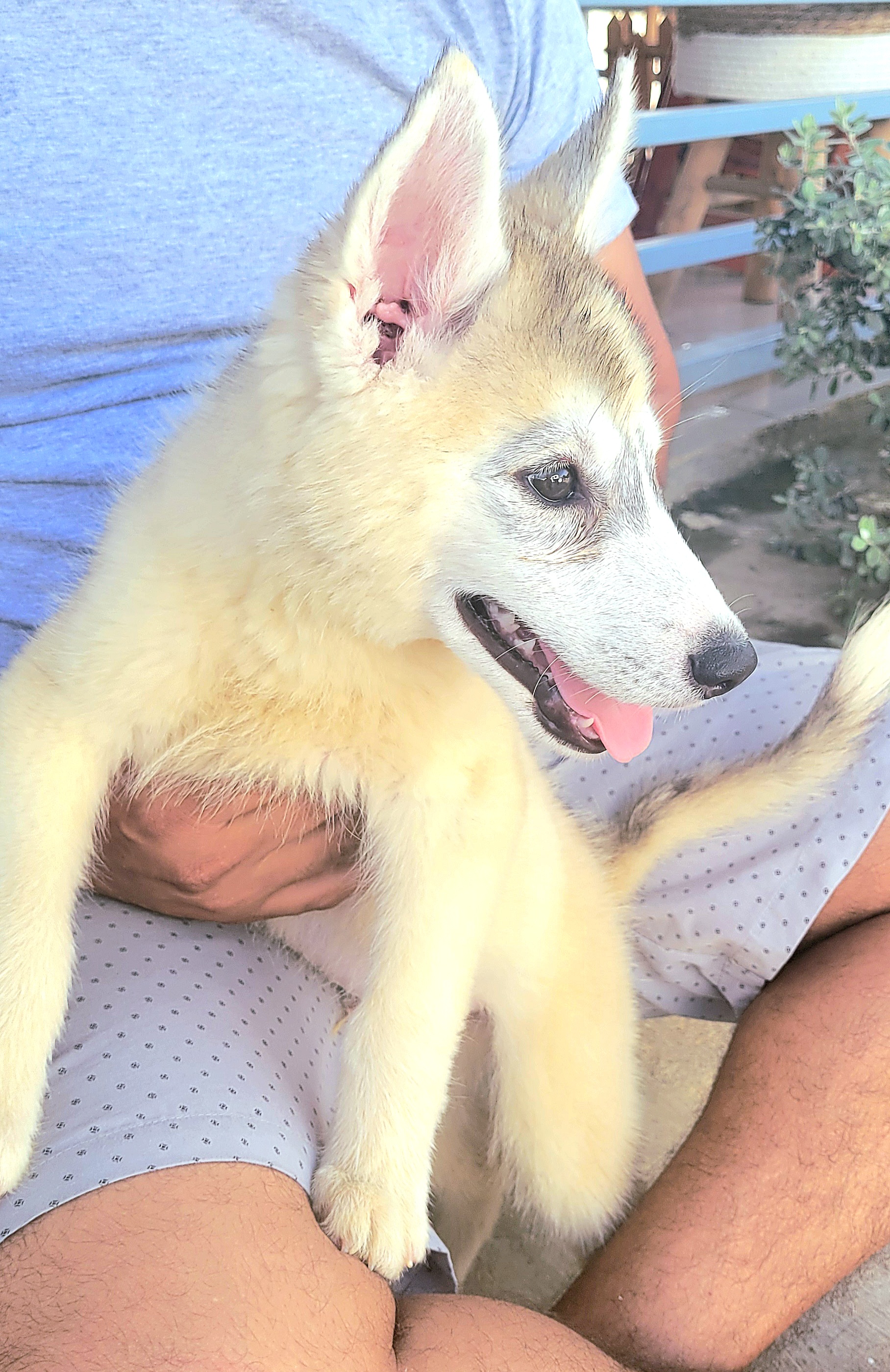 animales y mascotas - Husky Siveriano 3