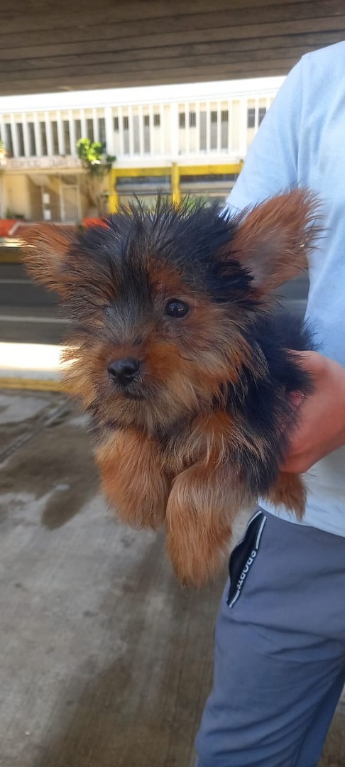 animales y mascotas - Yorkshire ( Yorkie ) 0