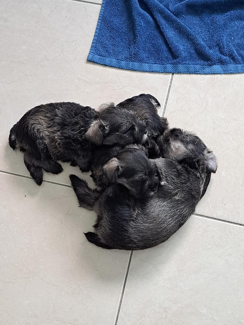 animales y mascotas - Cachorros Schnauzer, Machos y Hembras
Raza Pura 3