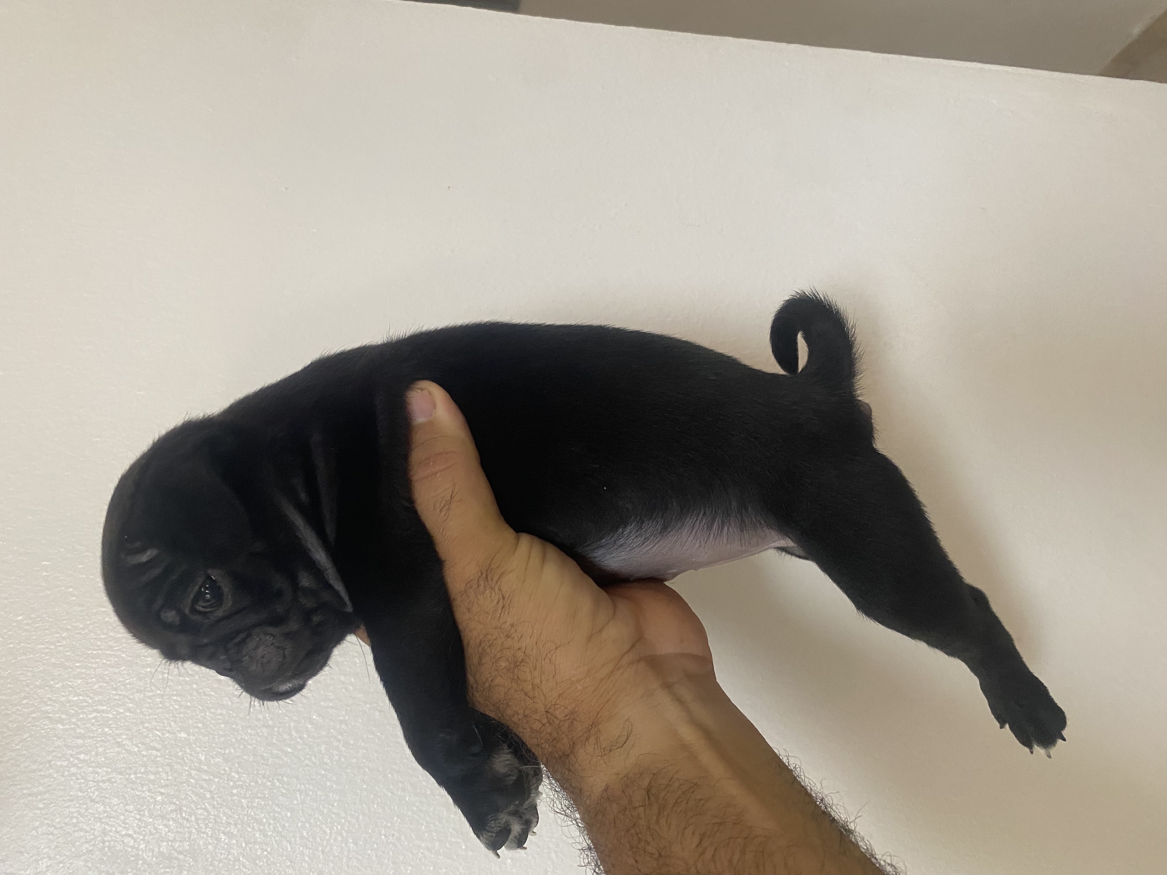 animales y mascotas - en Santiago cachorro de pug macho  2