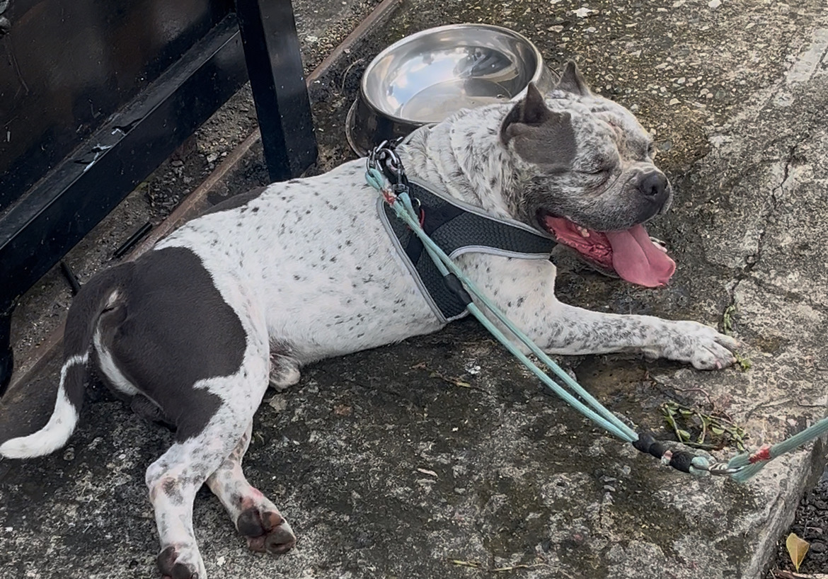herramientas, jardines y exterior - Perro pit bully  6