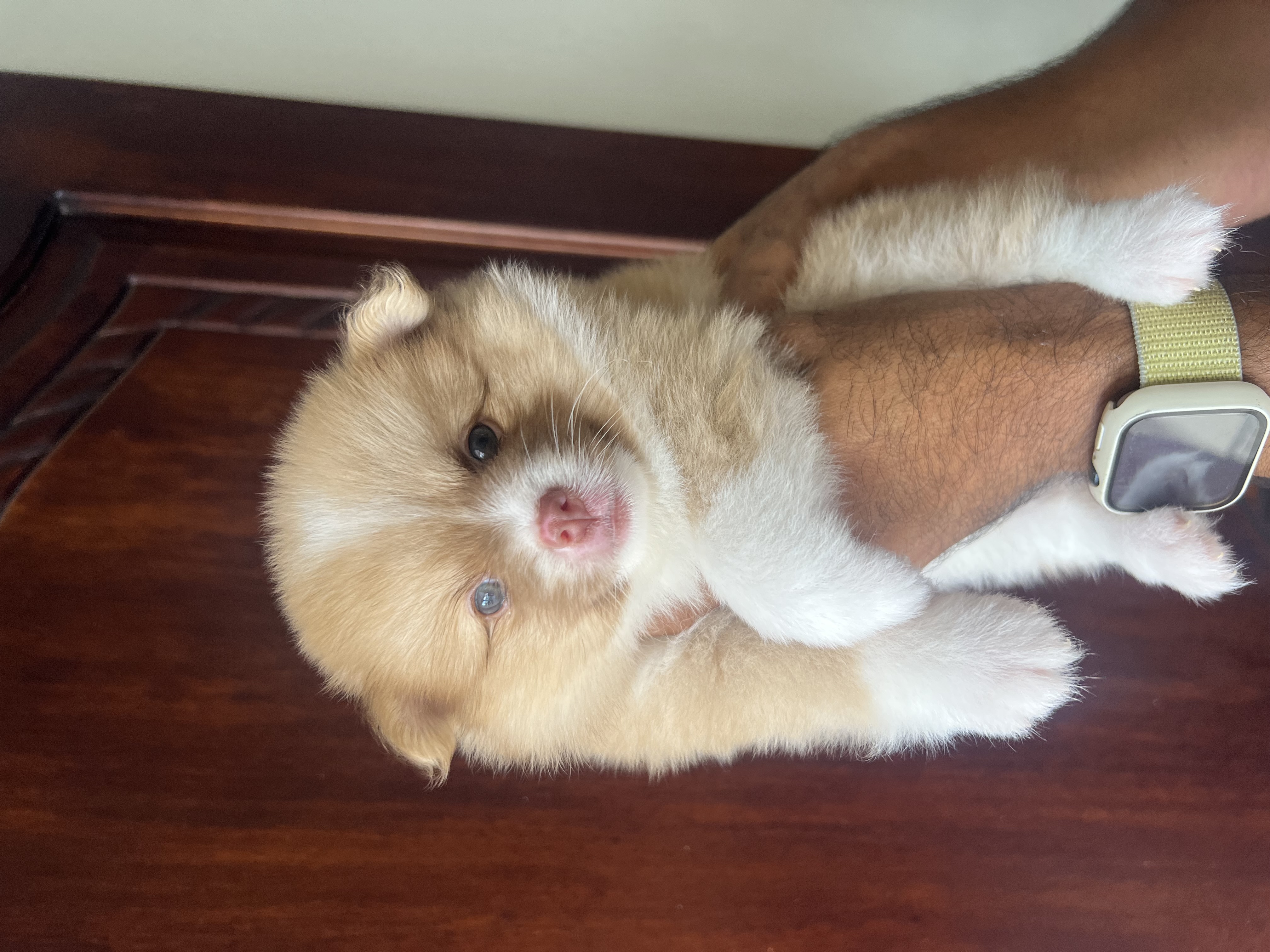 animales y mascotas - Pomerania  5