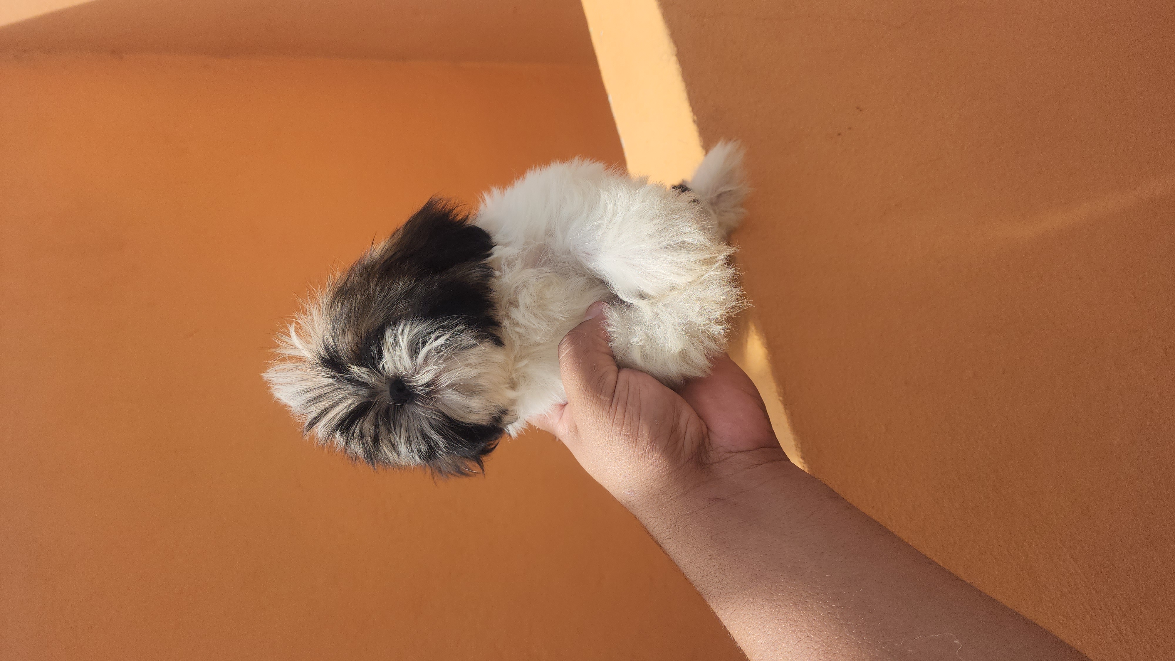 animales y mascotas - cachorro shihtzu toy  0