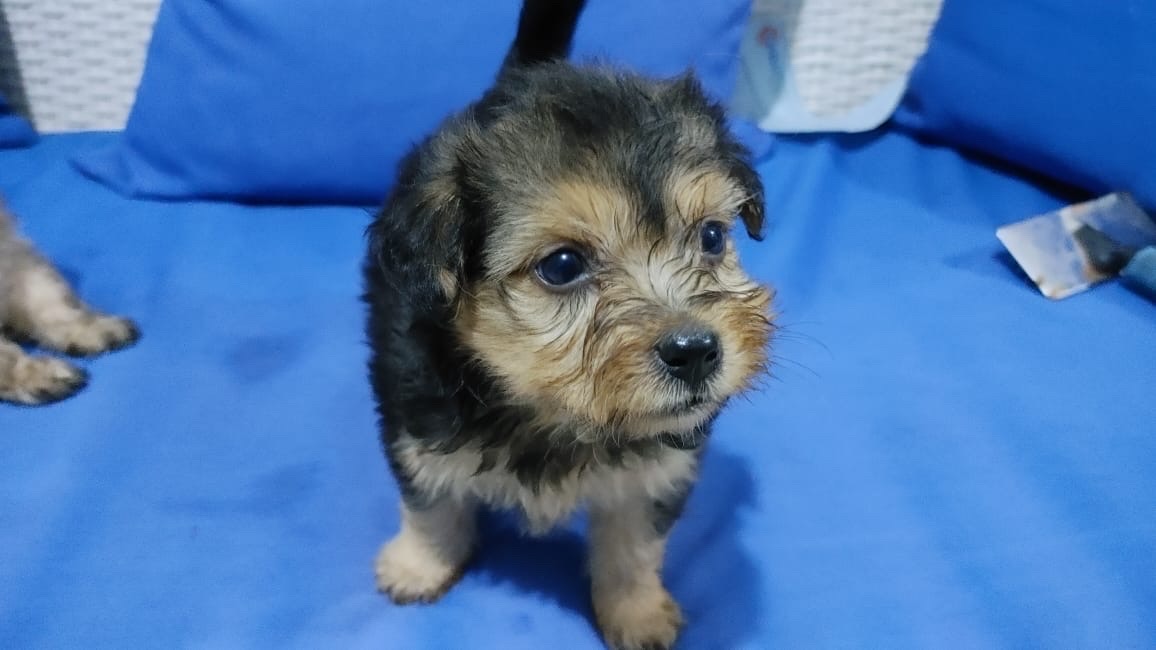 animales y mascotas - Cachorritos tiernos para tu hogar🐶❤️ 4