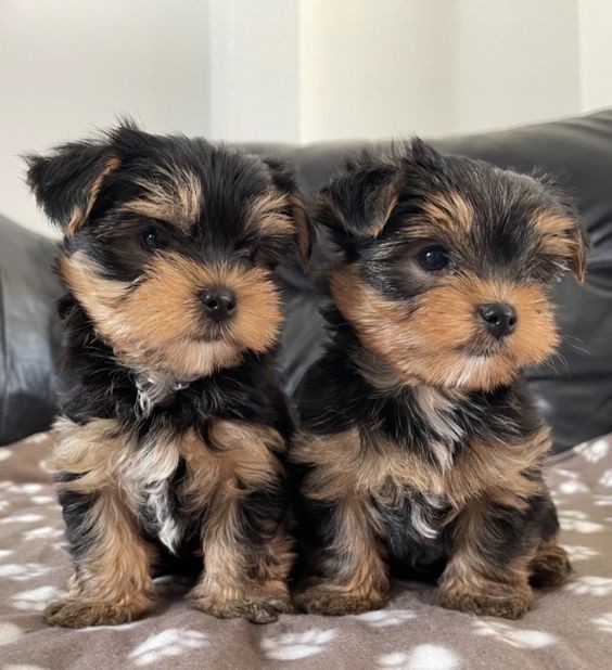 animales y mascotas - Yorkie Toy ❤️ 