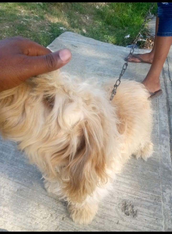 animales y mascotas - Venta de poodle 2