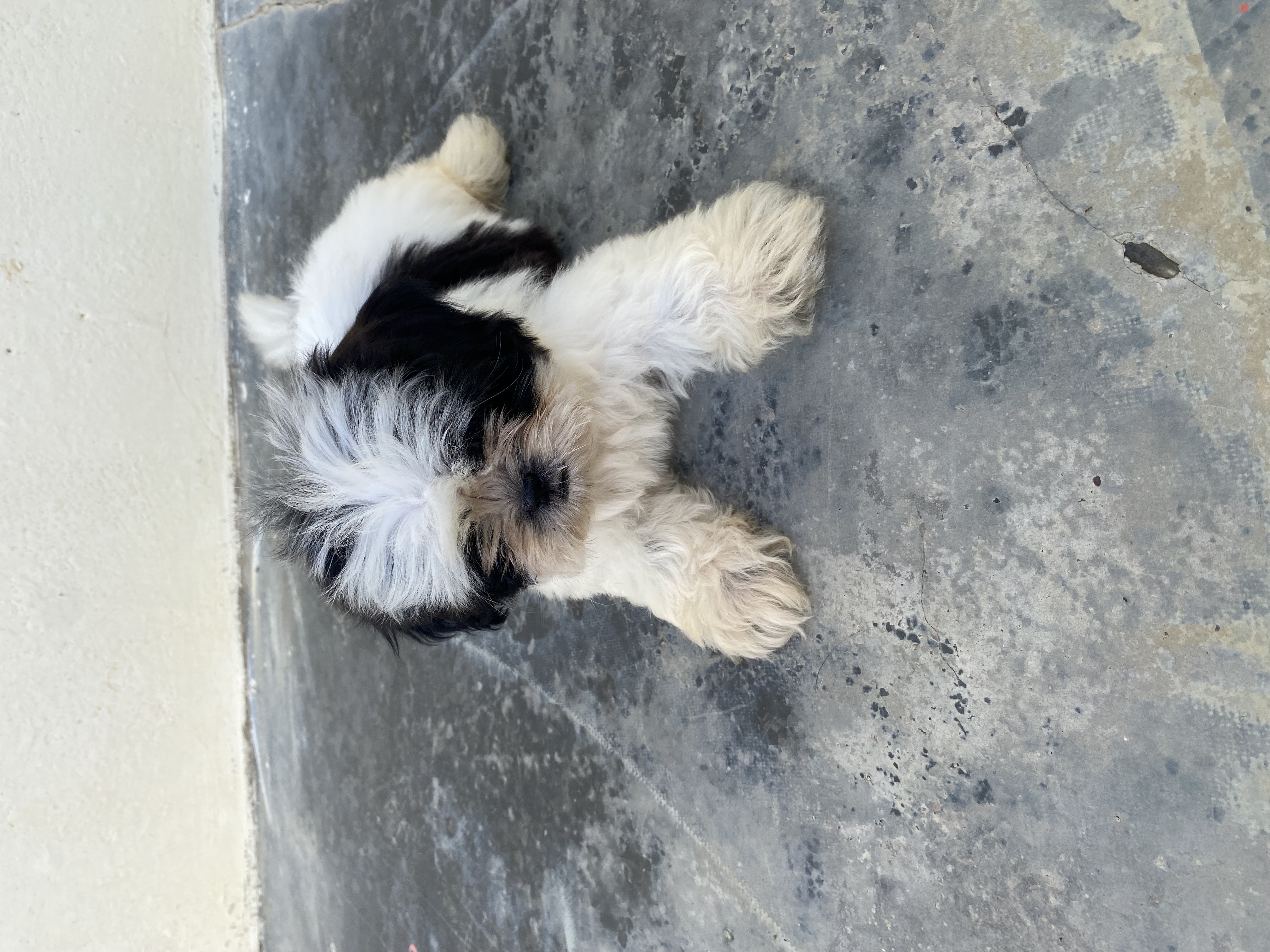 animales y mascotas - Shihtzu en ventas 25 mil pesos dominicanos  0
