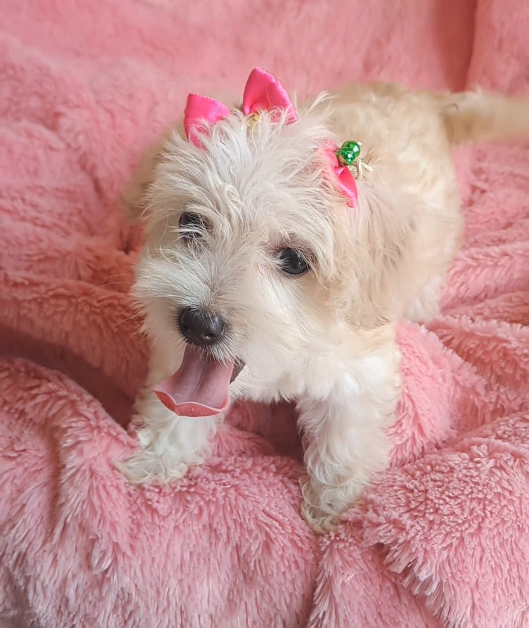 animales y mascotas - Hermosa cachorra maltipoo 