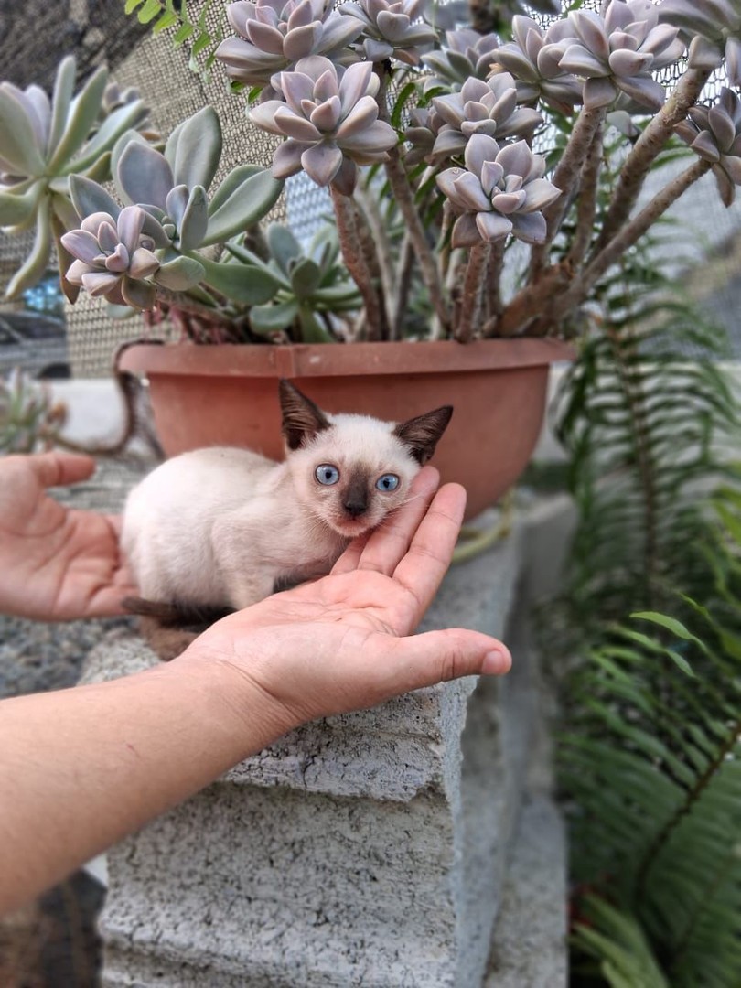 animales y mascotas - Gatos siames hembras y machos puro disponibles. Siamés, cat, mascotas, mininos