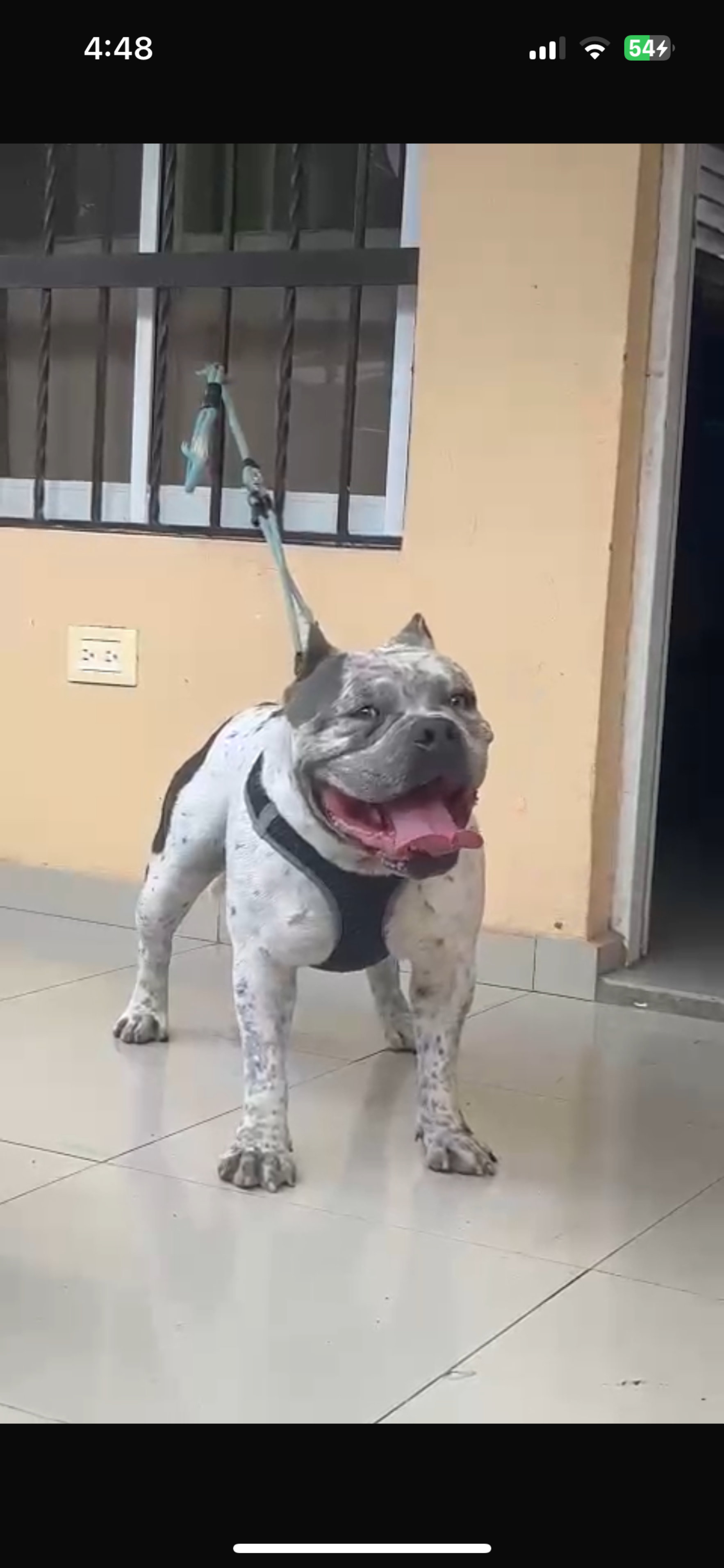 herramientas, jardines y exterior - Perro pit bully  7