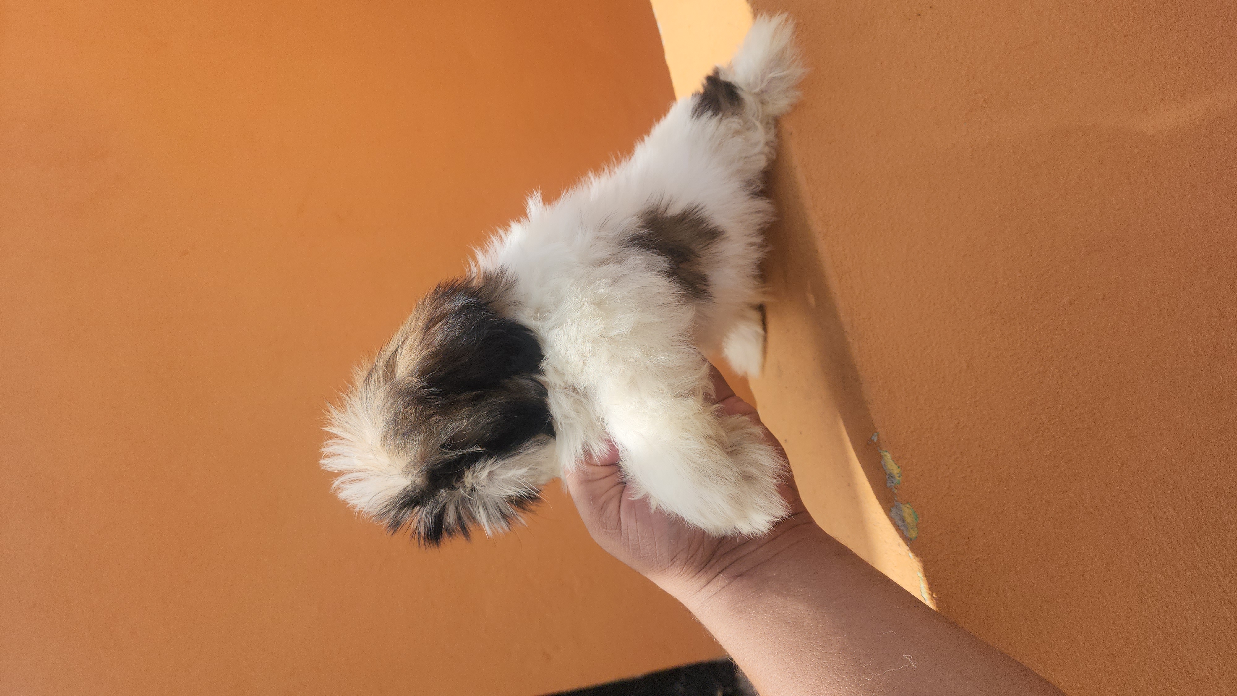animales y mascotas - cachorro shihtzu toy  1