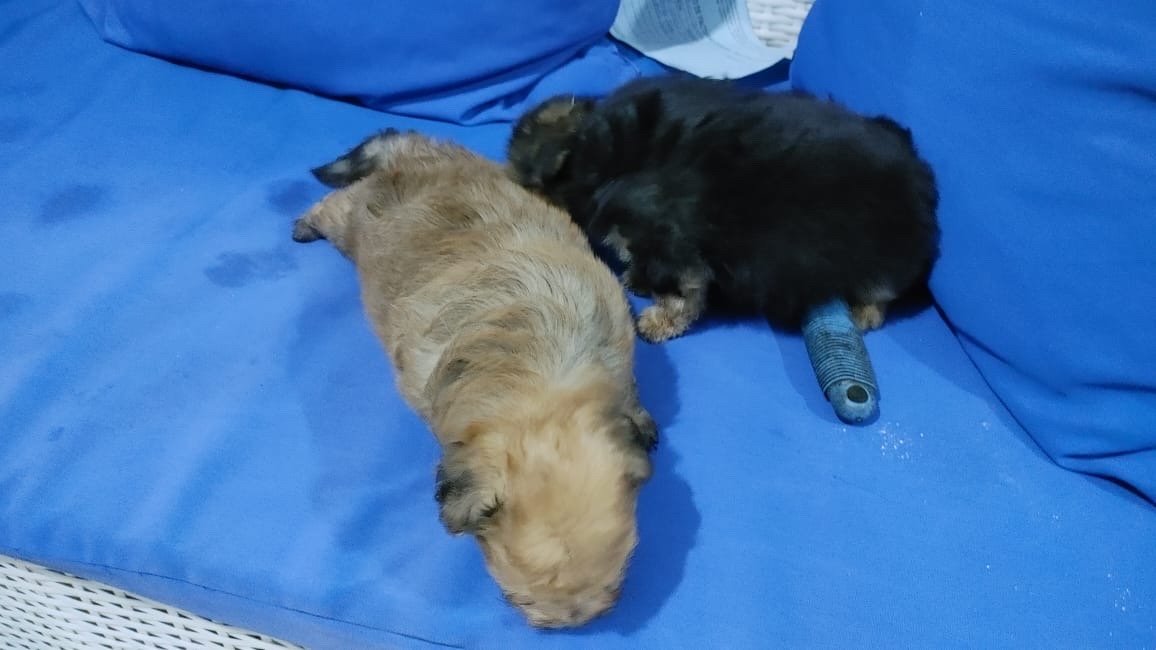 animales y mascotas - Cachorritos tiernos para tu hogar🐶❤️ 5