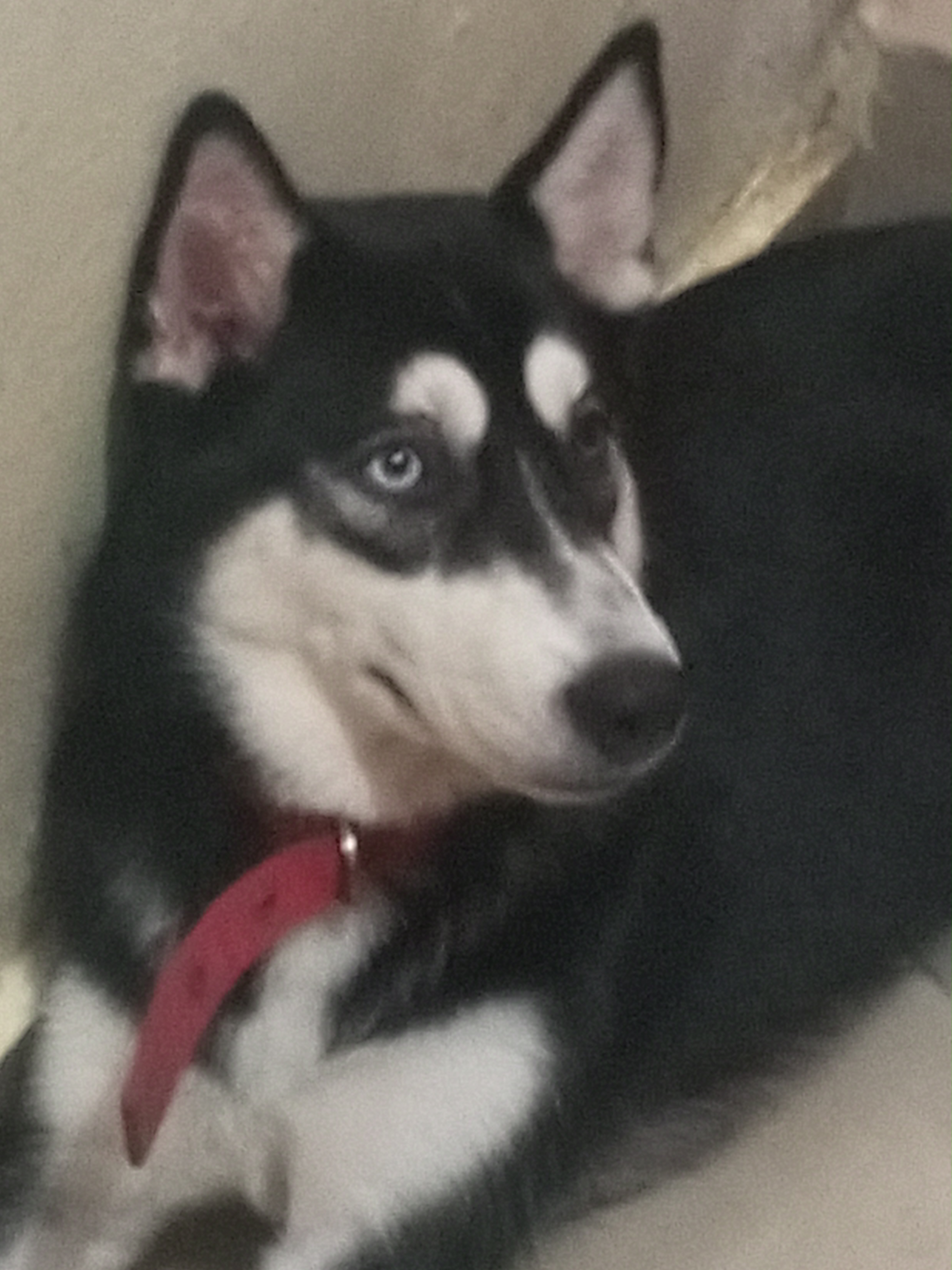 animales y mascotas - husky 