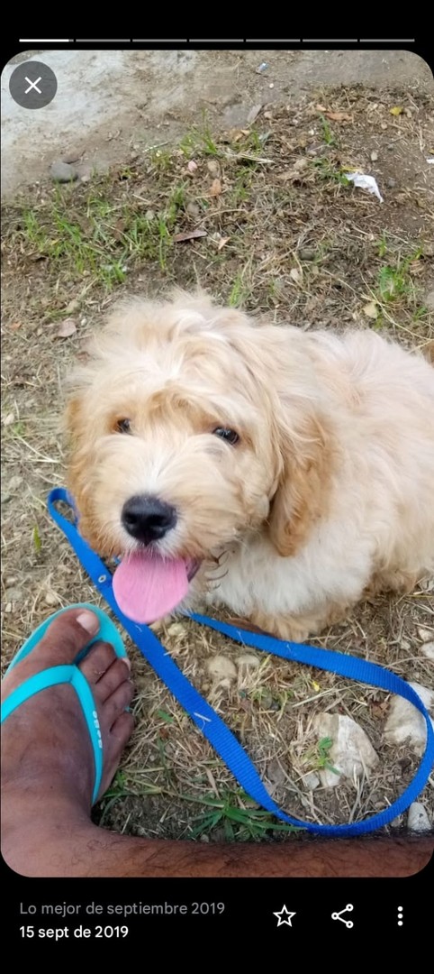 animales y mascotas - Venta de poodle 3